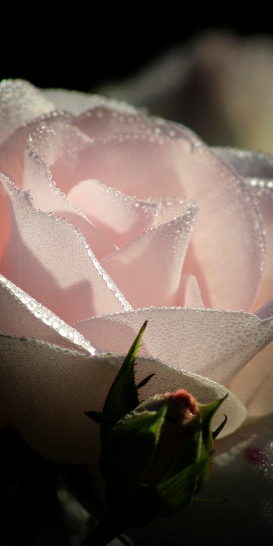 Light pink rose, water drops, close up, 1080x2160 wallpaper