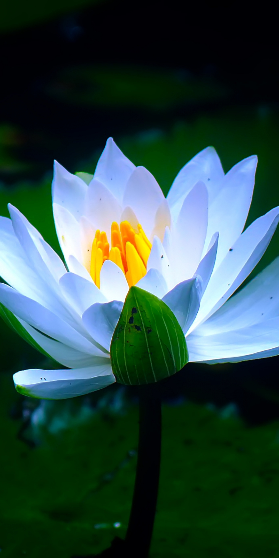 White, pond, flower, water lily, bloom, 1080x2160 wallpaper