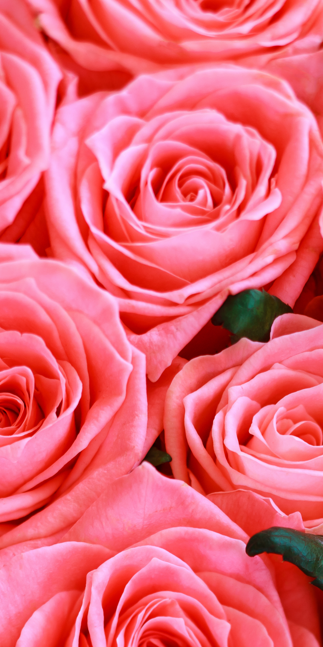 Fresh pink roses, flowers, 1080x2160 wallpaper