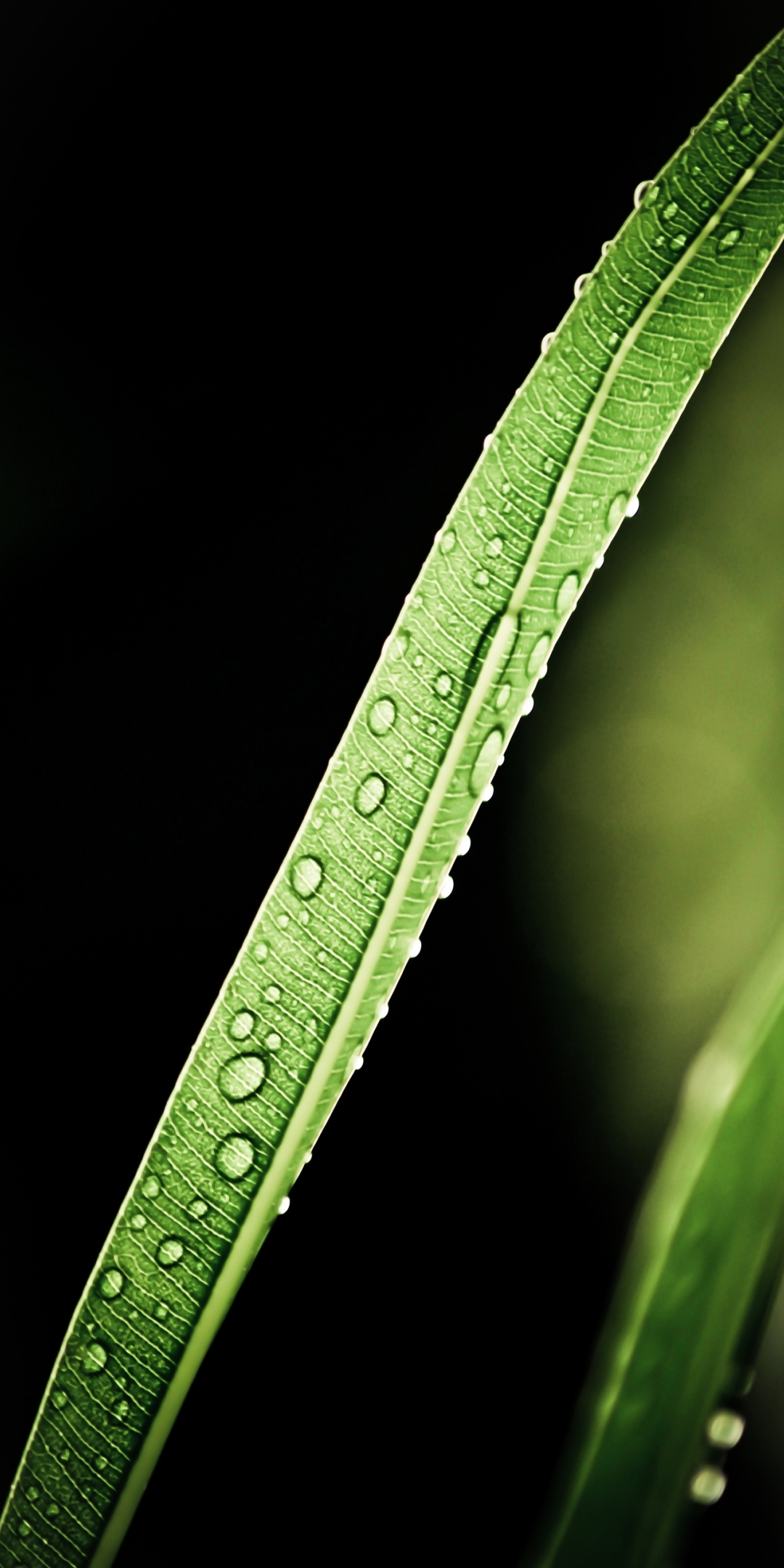 Close up, long, leaf, drops, 1080x2160 wallpaper