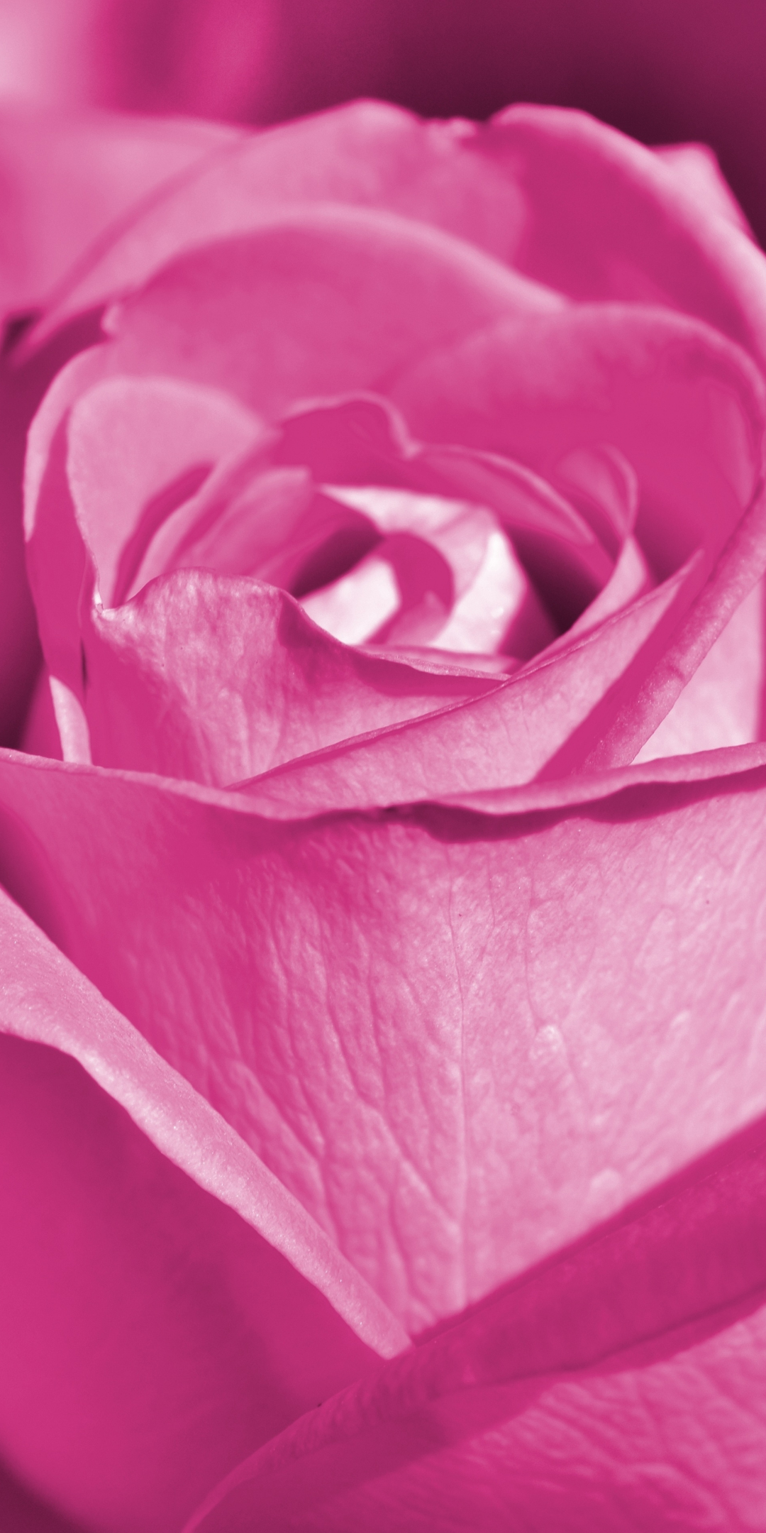 Pink rose, close up, bloom, 1080x2160 wallpaper