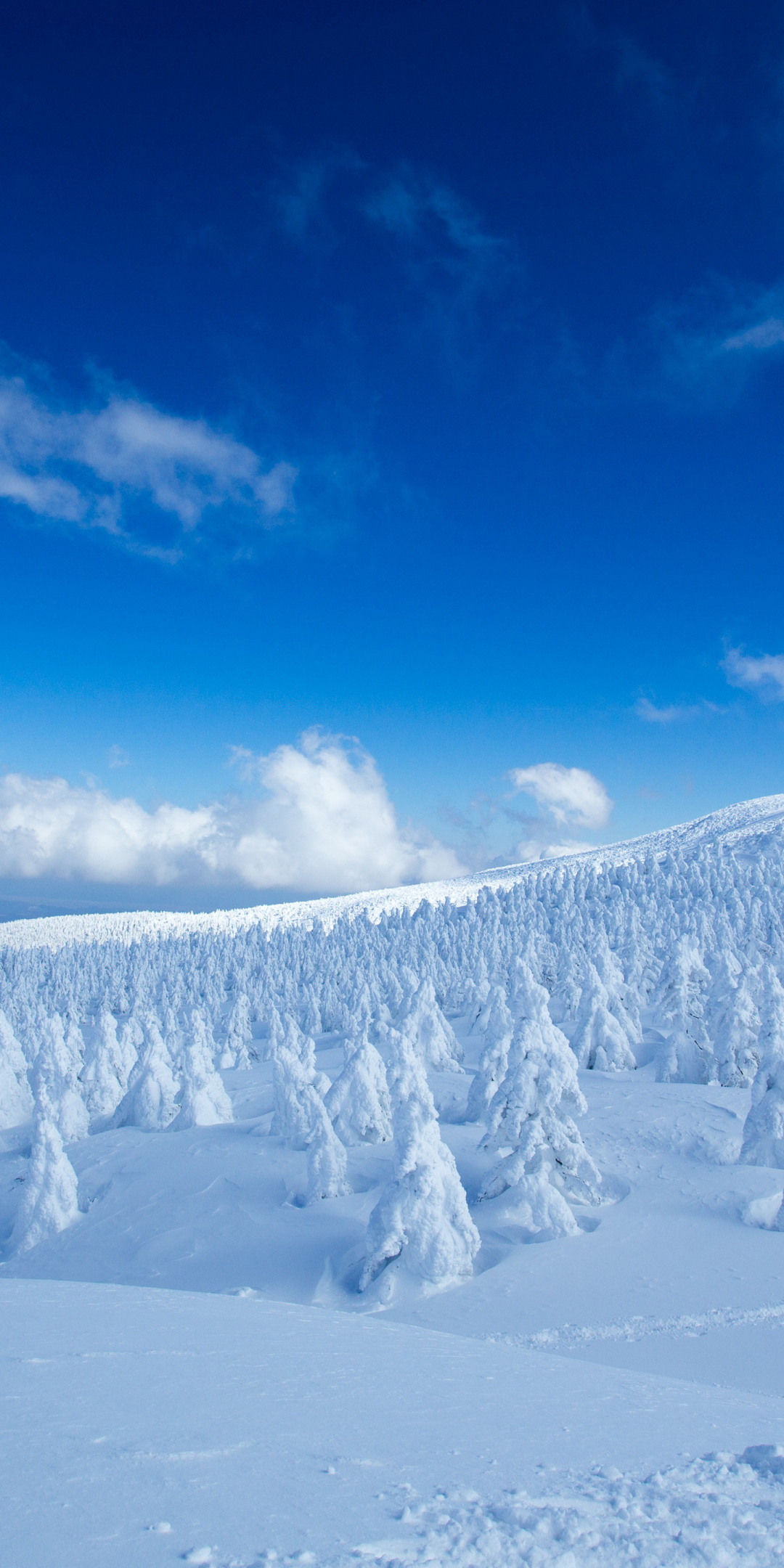 Winter, snow-caped trees, landscape, nature, 1080x2160 wallpaper