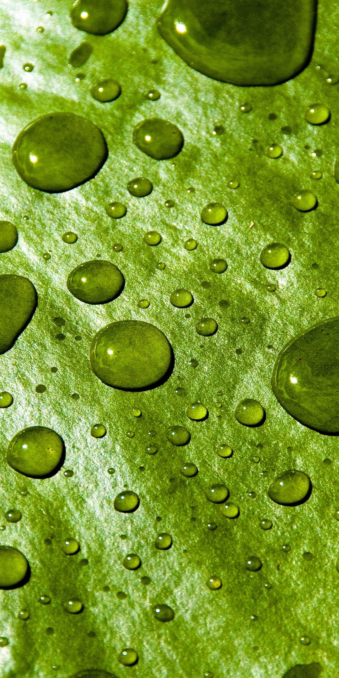 Water drops, close up, water lily leaf, 1080x2160 wallpaper