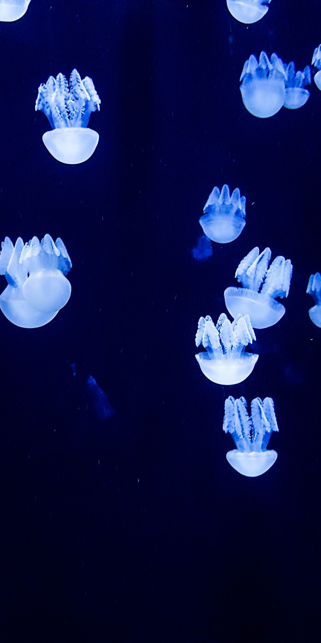 Small blue jellyfishes, underwater, 1080x2160 wallpaper