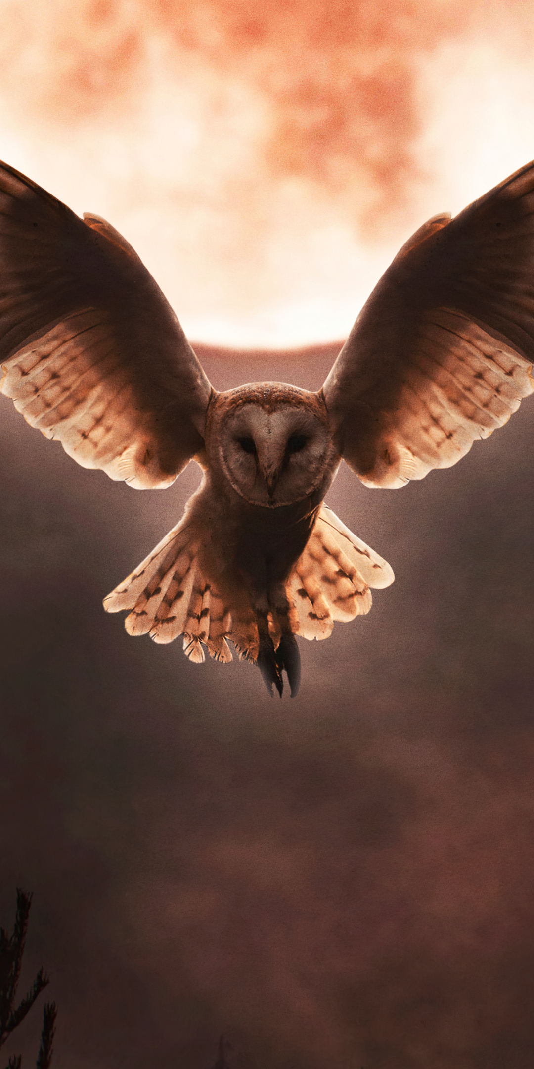 Barn owl, moon night, flight, open wings, 1080x2160 wallpaper