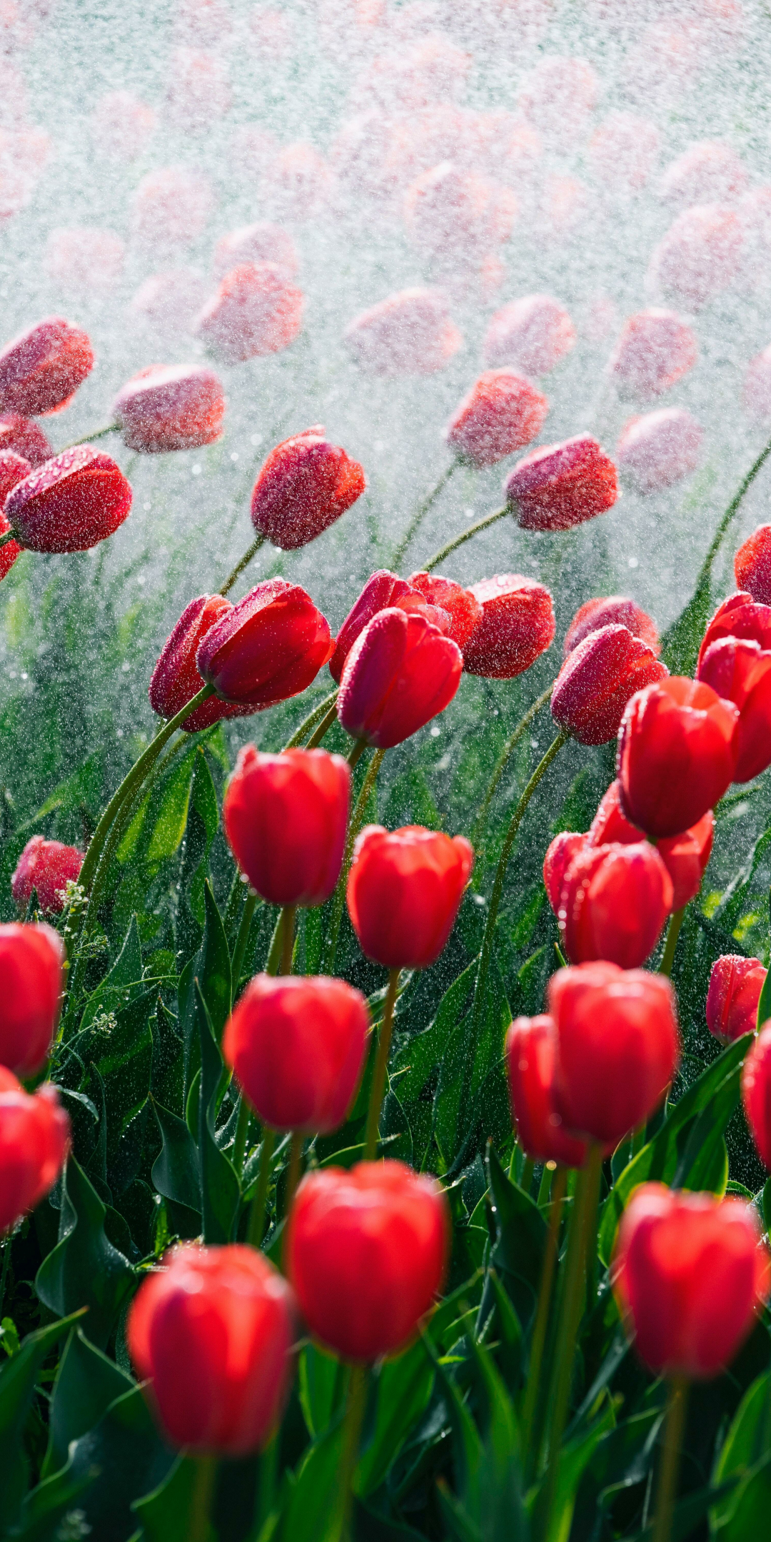 Red and beautiful tulips, bloom, spring, 1080x2160 wallpaper