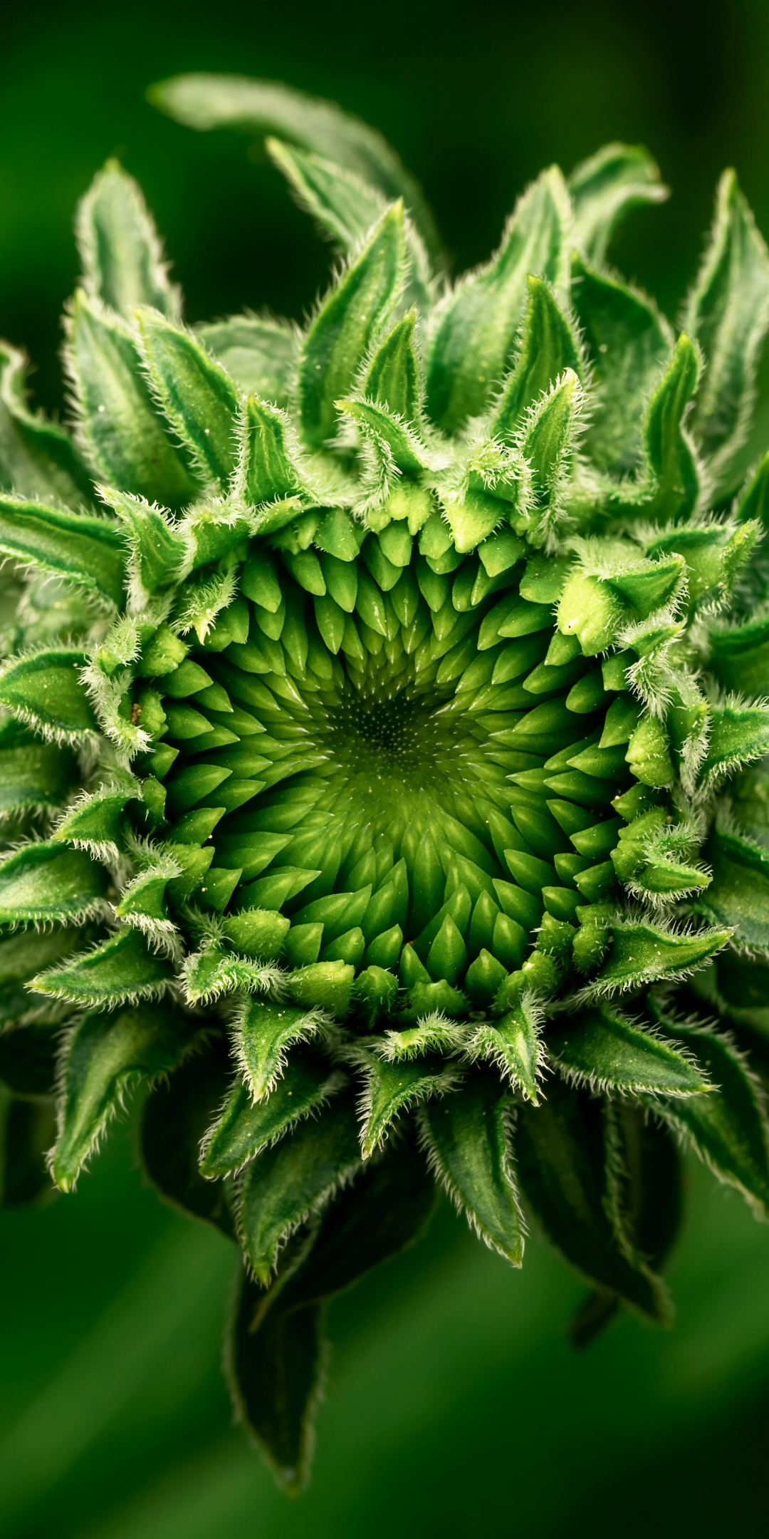 Green flower bud, close up, 1080x2160 wallpaper