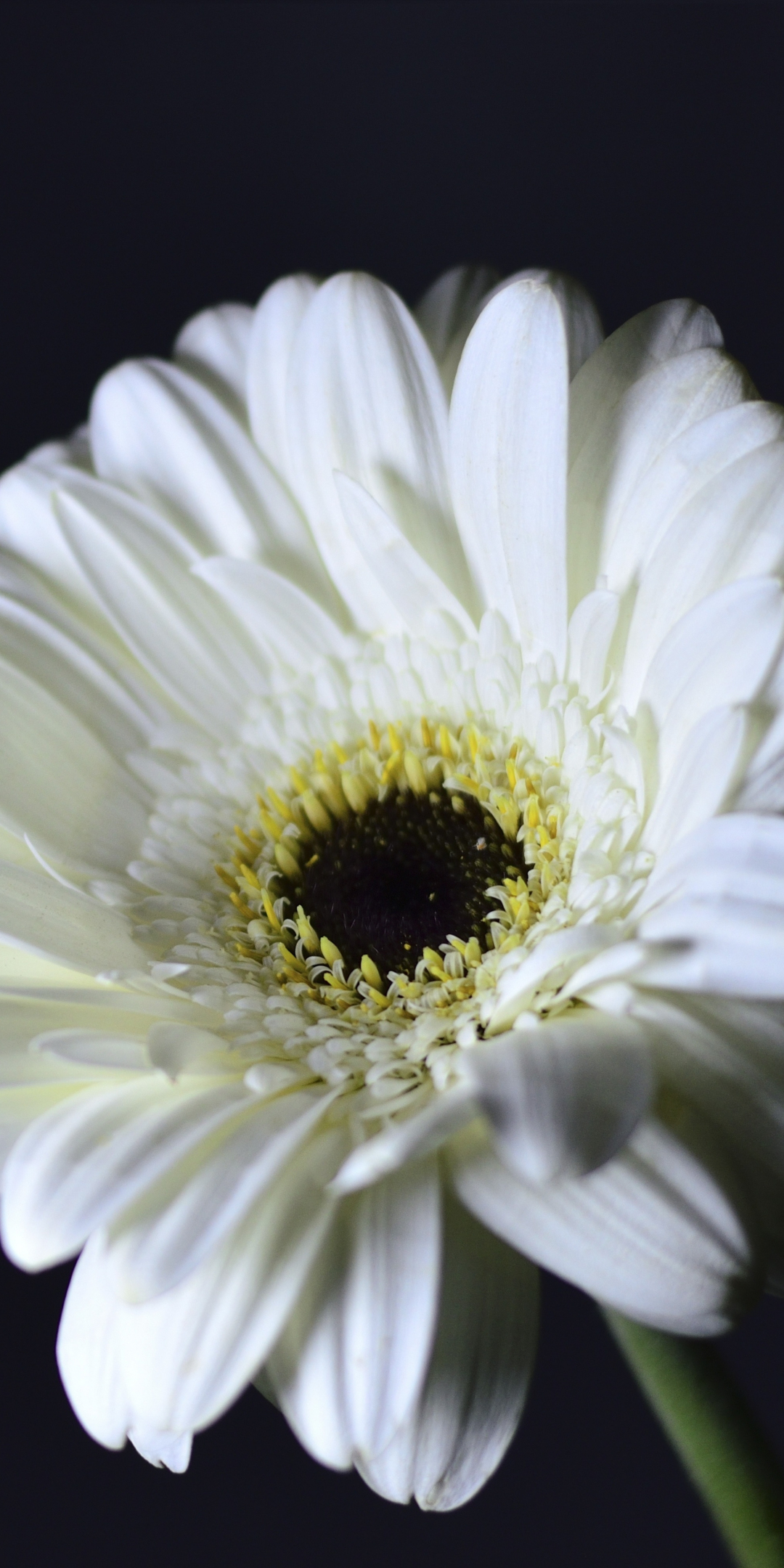 Whiter Gerbera, flower, portrait, 1080x2160 wallpaper