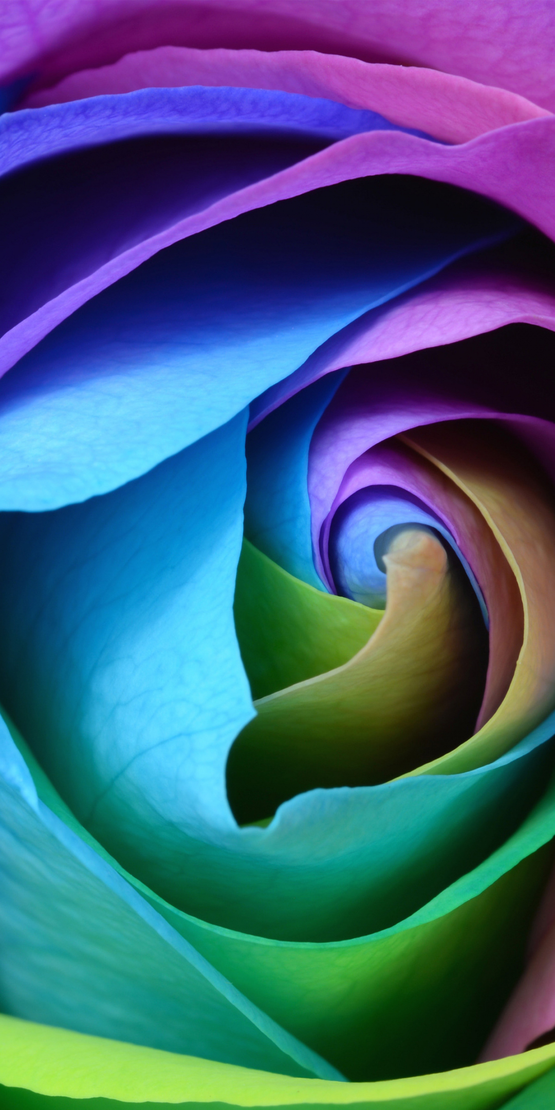 Colorful rose, flower, close up, 1080x2160 wallpaper