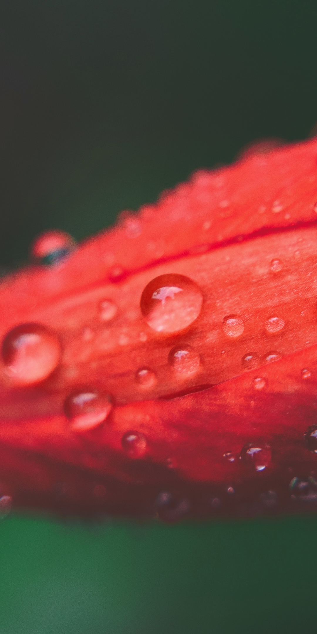 Drops, flower, bud, close up, 1080x2160 wallpaper