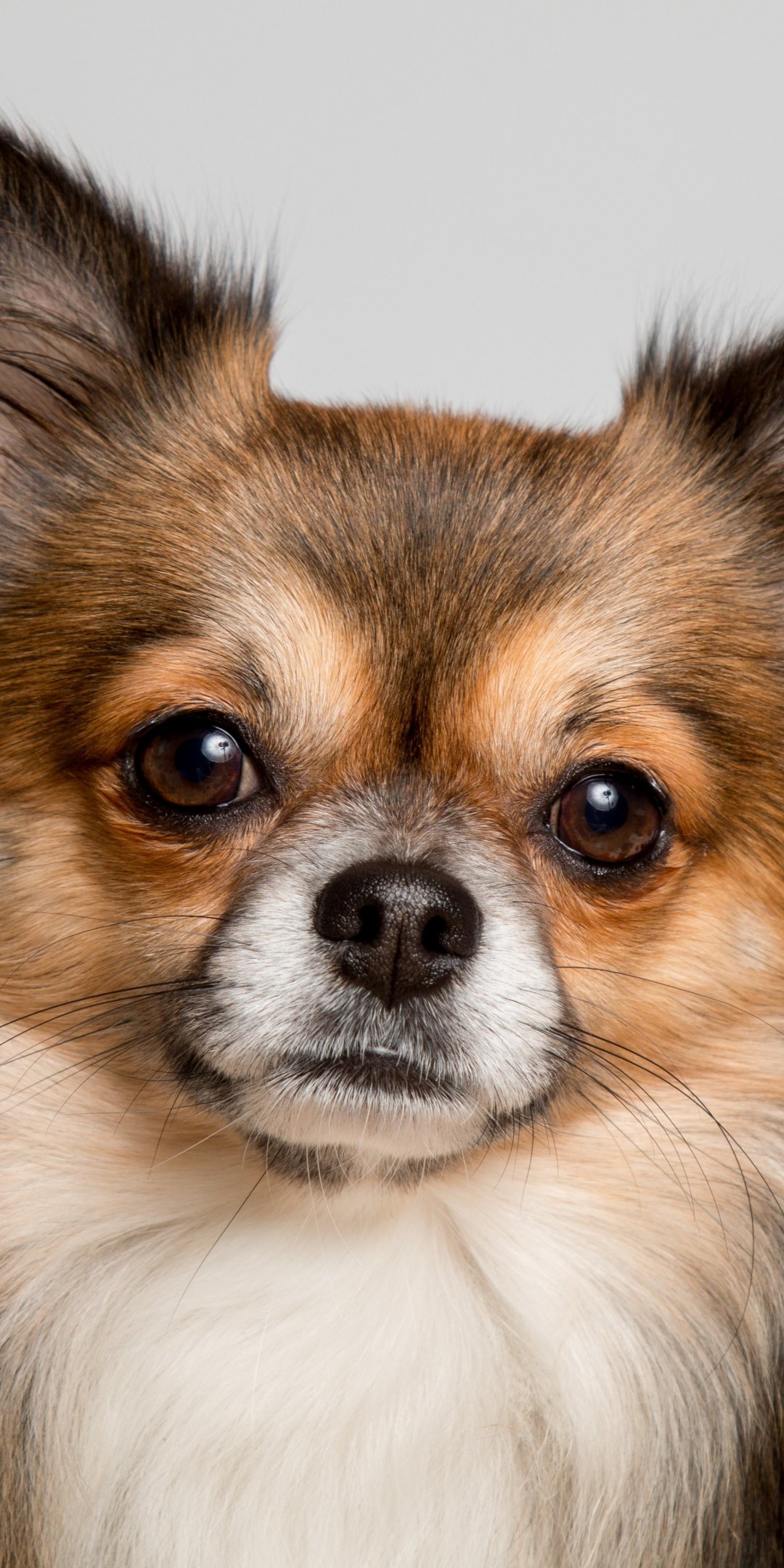Chihuahua, dog, cute muzzle, 1080x2160 wallpaper
