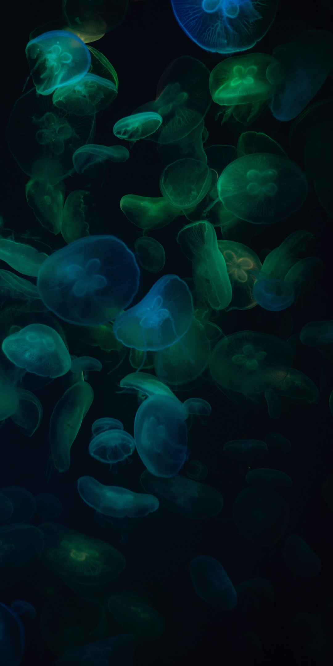 Jellyfish, green-dark, transparent, 1080x2160 wallpaper