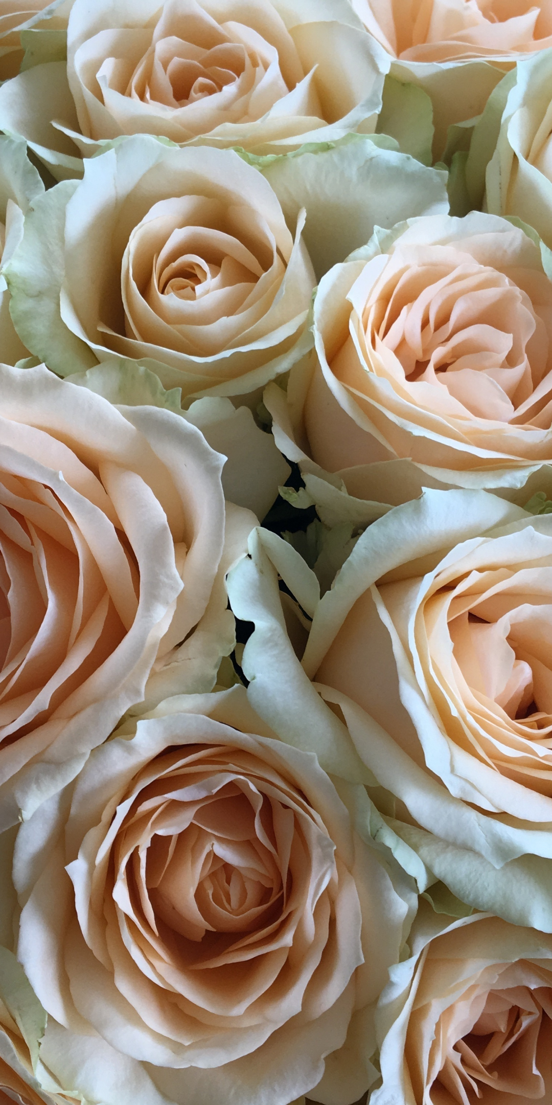 Flowers, roses, white pink, bouquet, 1080x2160 wallpaper