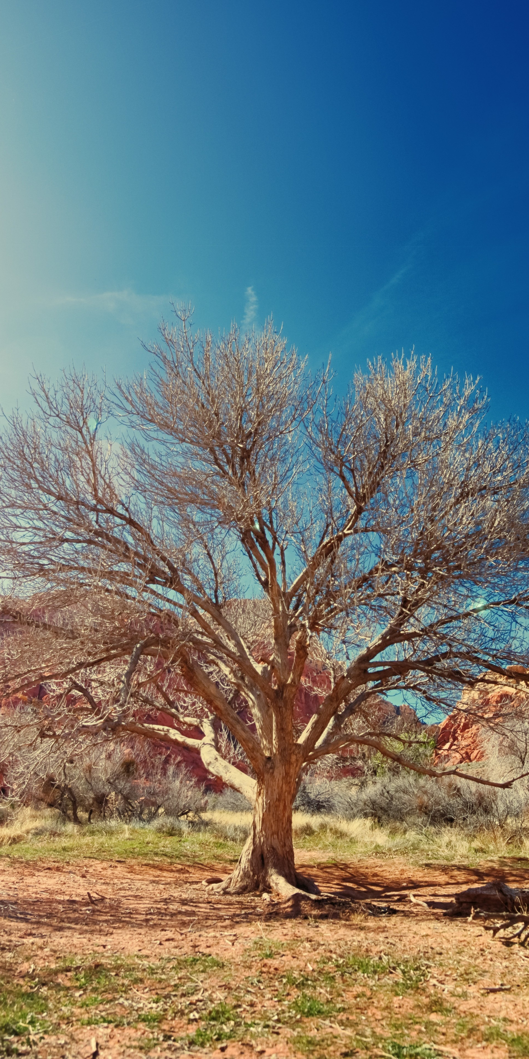 Dry tree, desert, nature, sunlight, 1080x2160 wallpaper