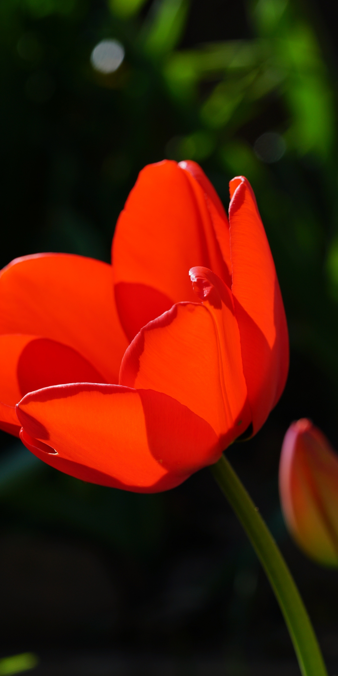 Red tulip, beautiful, flower, 1080x2160 wallpaper