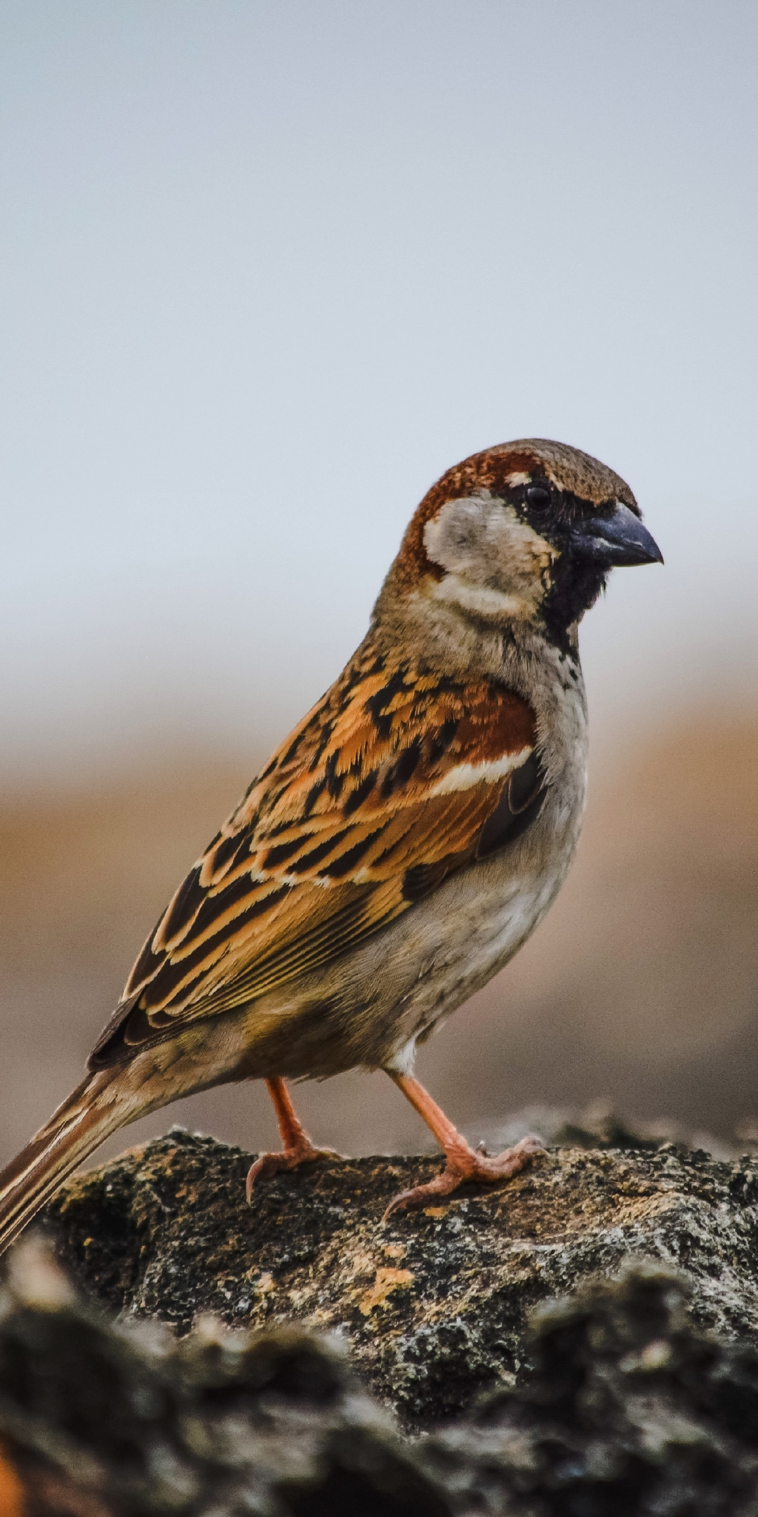 Sparrow, bird, cute, 1080x2160 wallpaper