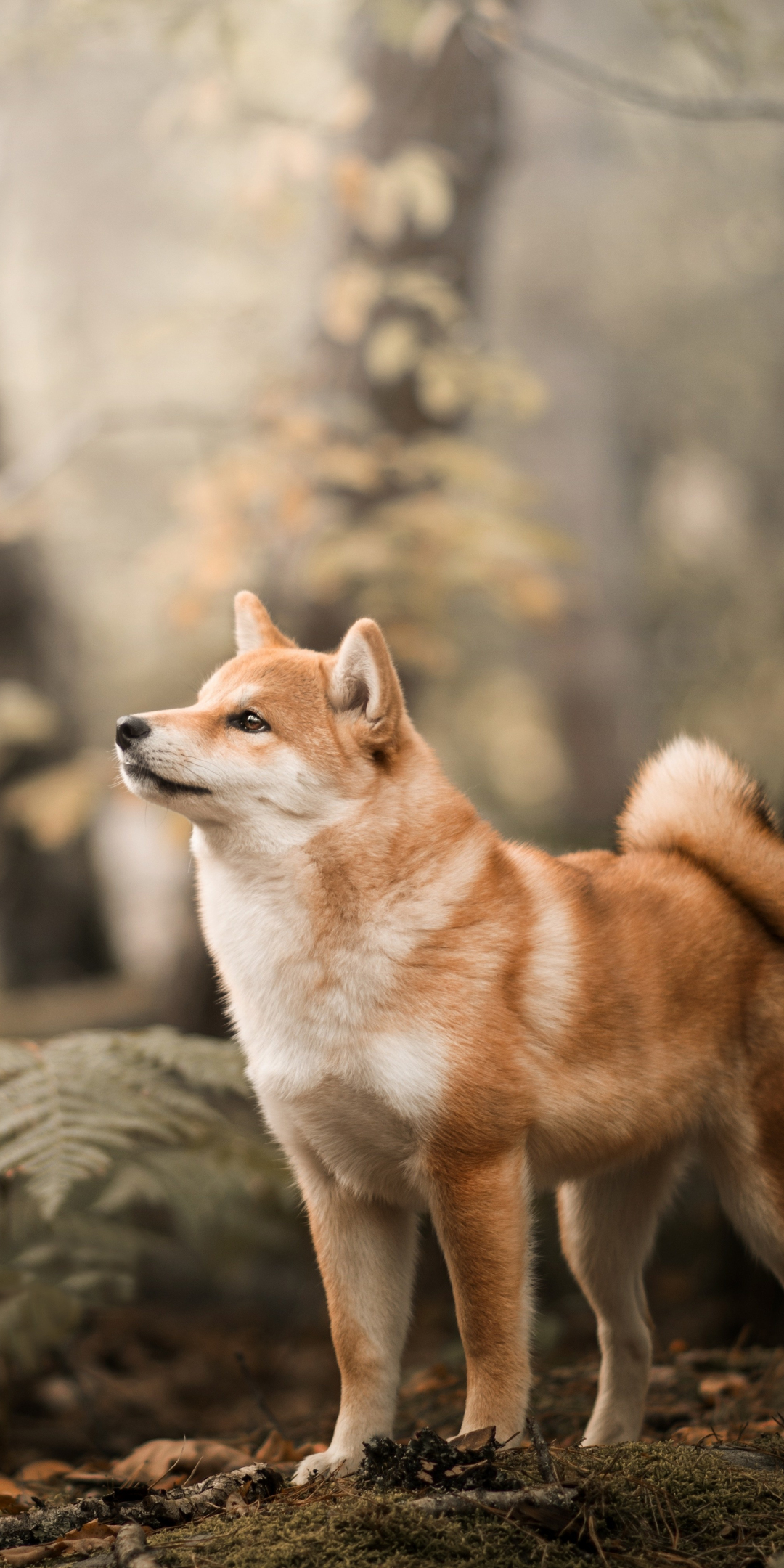 Shiba Inu, confident, dog, outdoor, 1080x2160 wallpaper