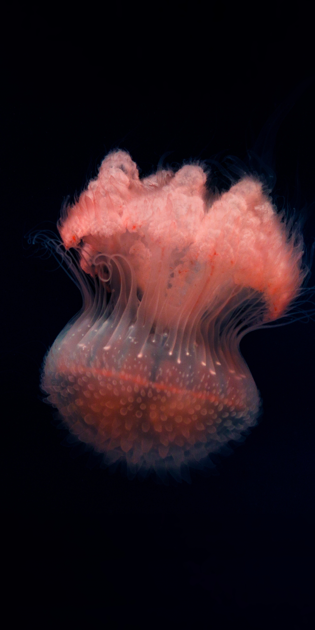 Fluffy, jellyfish, close up, 1080x2160 wallpaper