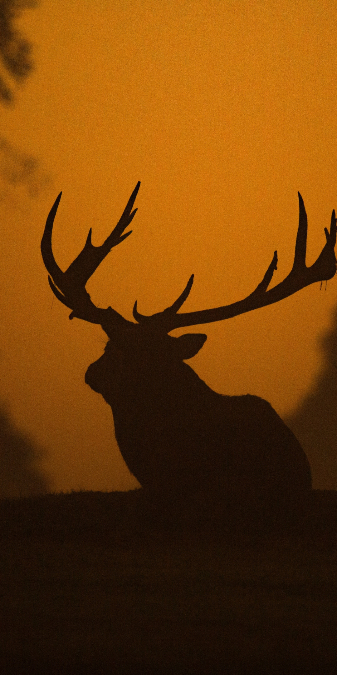 Deer, sunset, outdoor, silhouette, 1080x2160 wallpaper