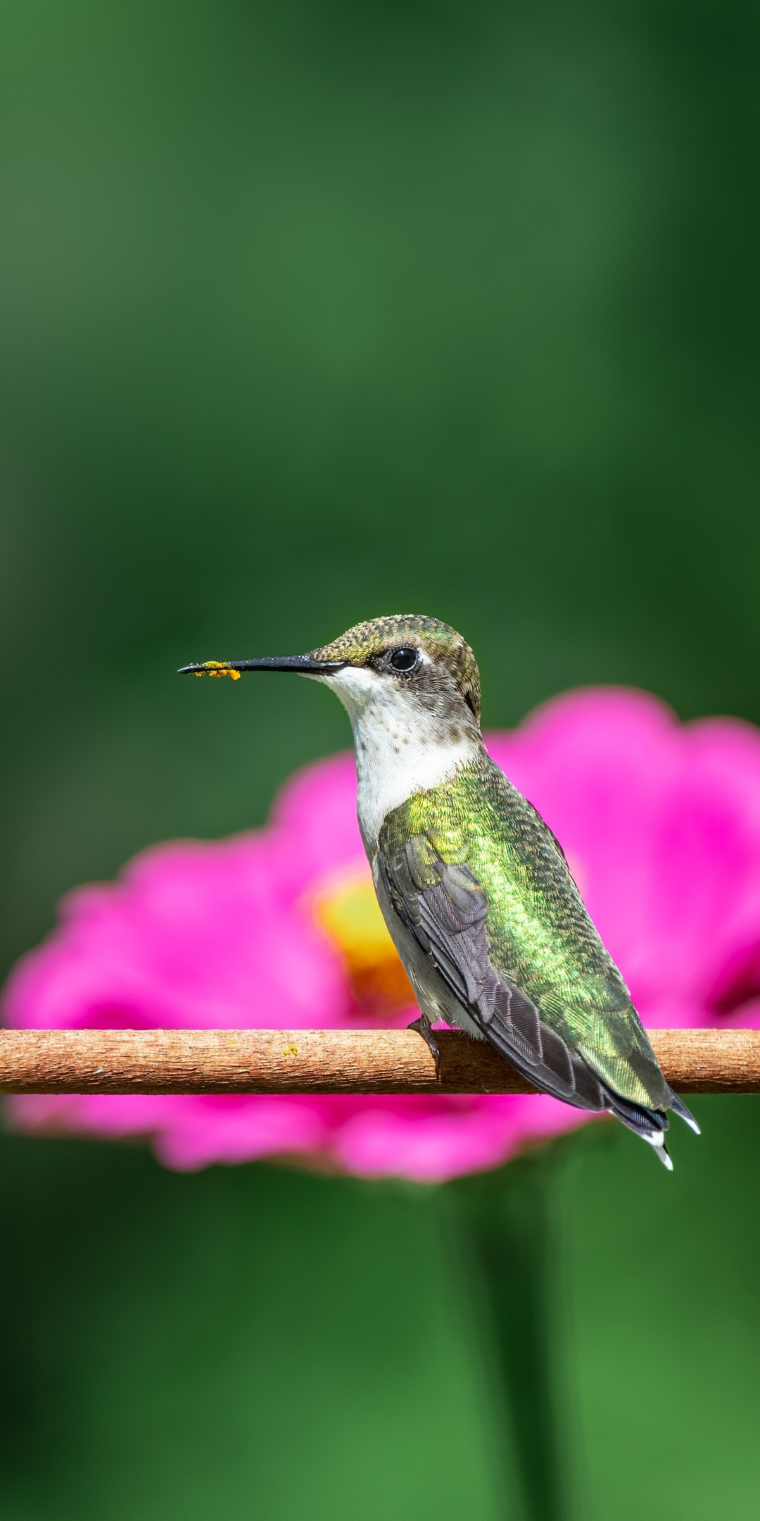 Hummingbird, cute, 1080x2160 wallpaper