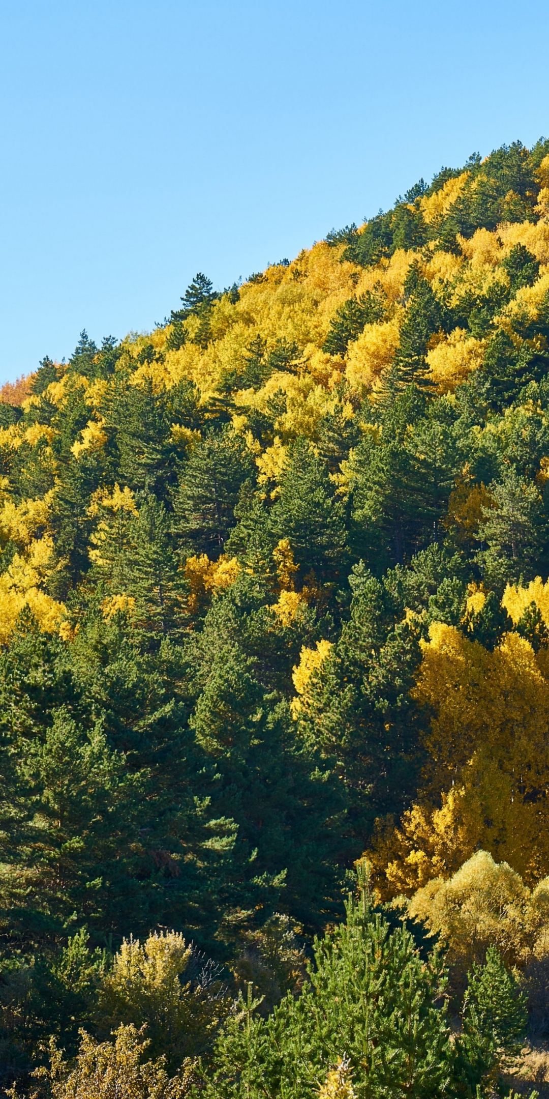 Trees, forest, hill, autumn, 1080x2160 wallpaper
