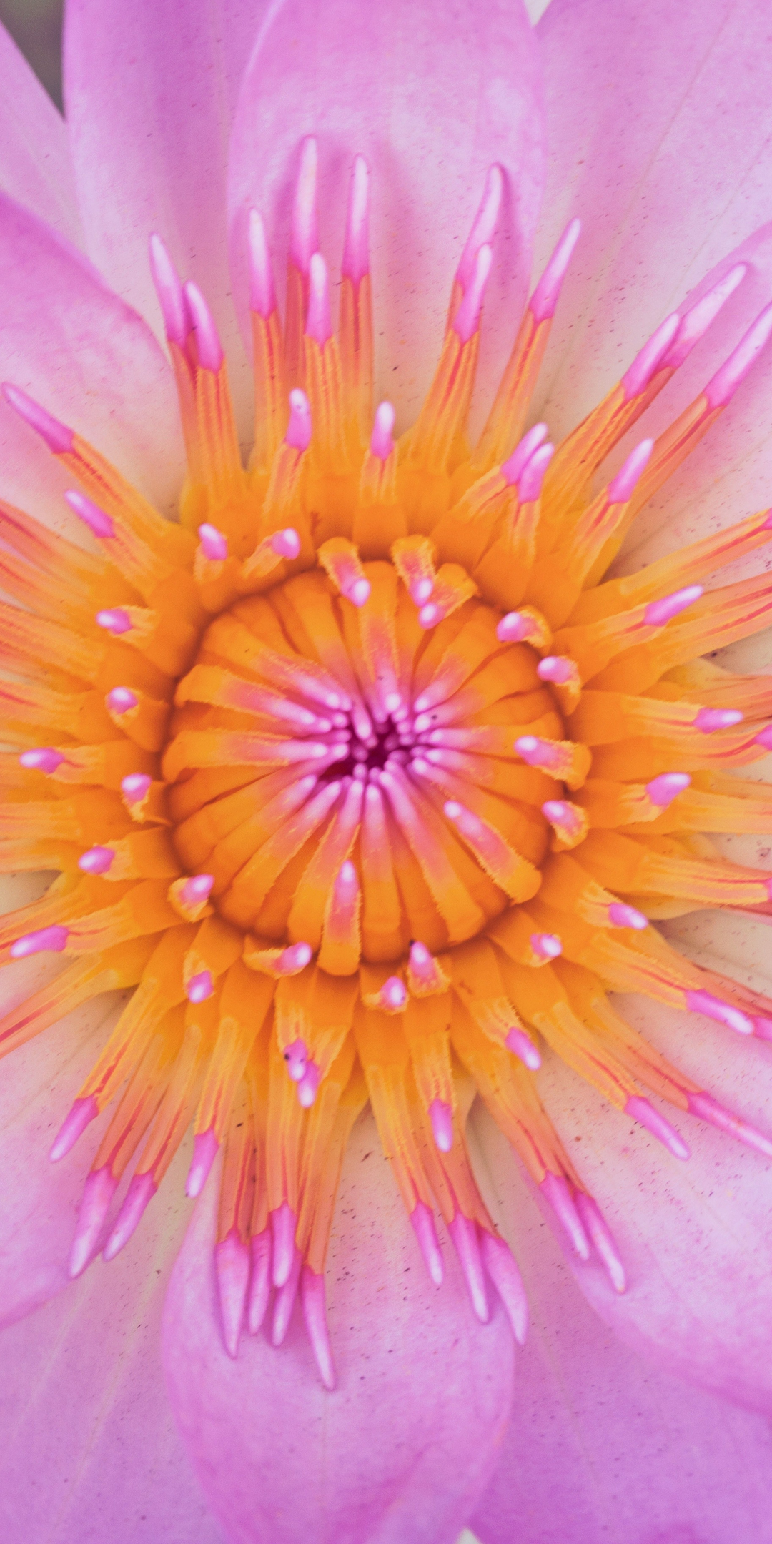 Close up, pink water lily, bloom, 1080x2160 wallpaper