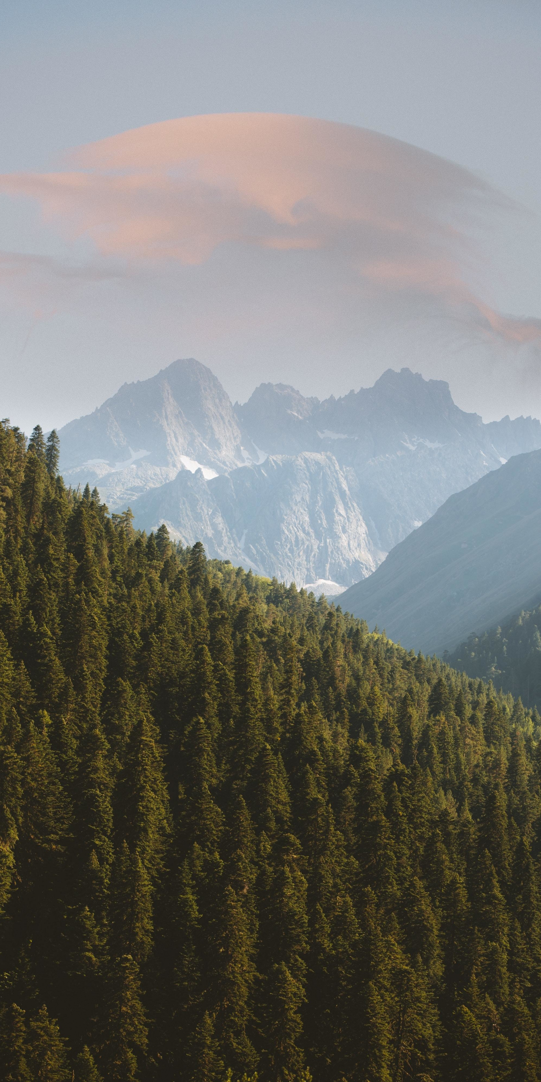 Forest, pines trees, mountains, nature, 1080x2160 wallpaper