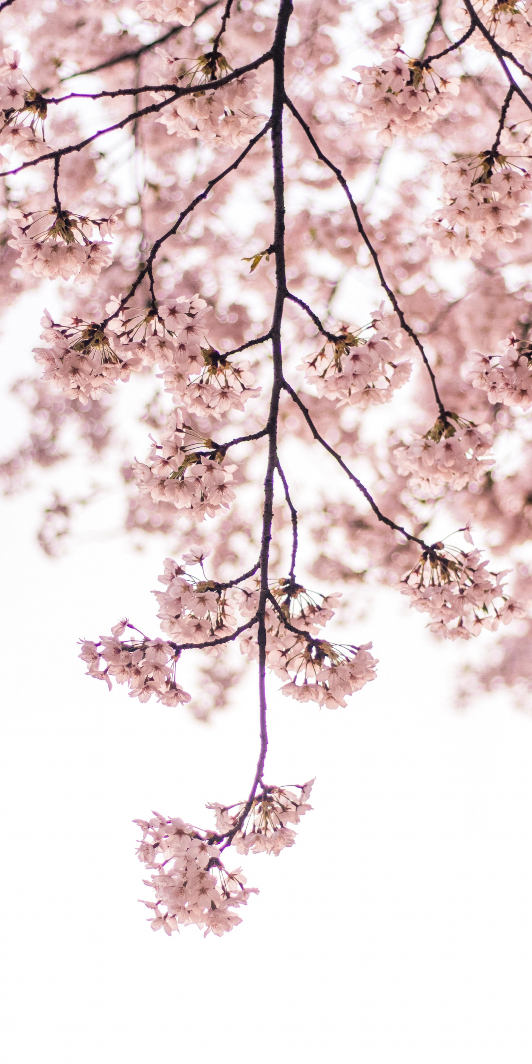 Blossom, pink flowers, tree branch, 1080x2160 wallpaper