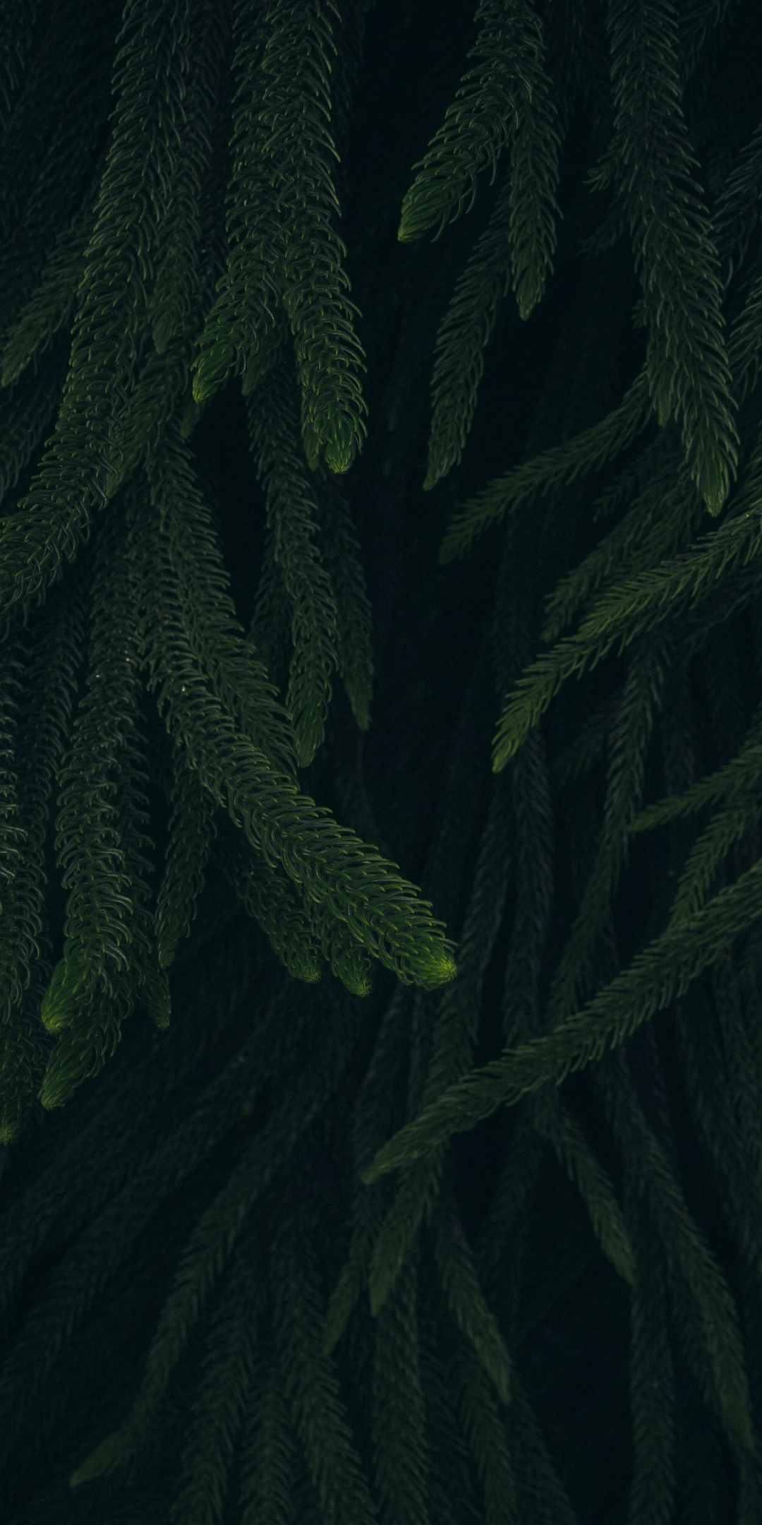 Thin long leaves, green and fluffy plants, 1080x2160 wallpaper