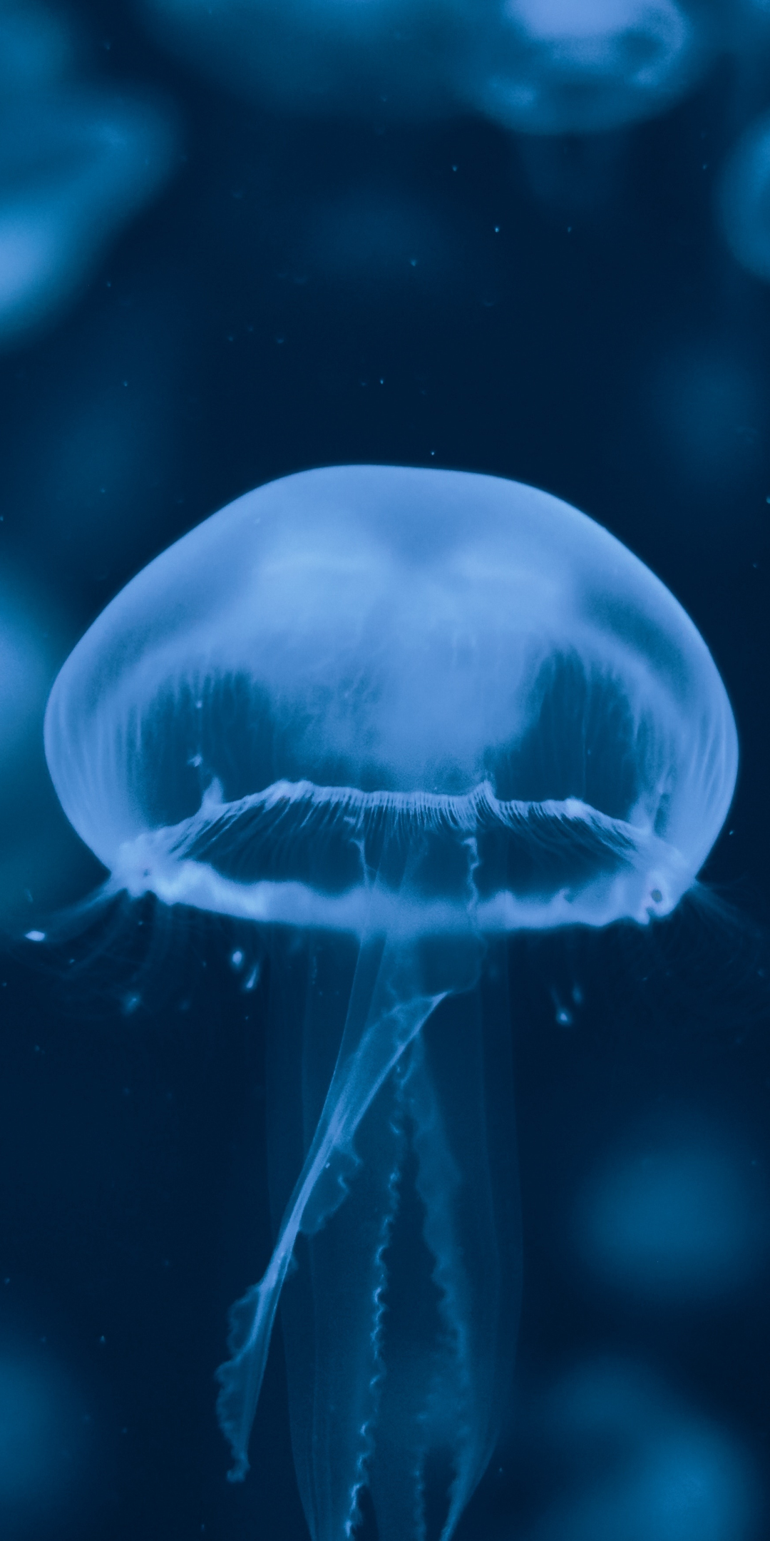 Blue jellyfish, aquarium, 1080x2160 wallpaper