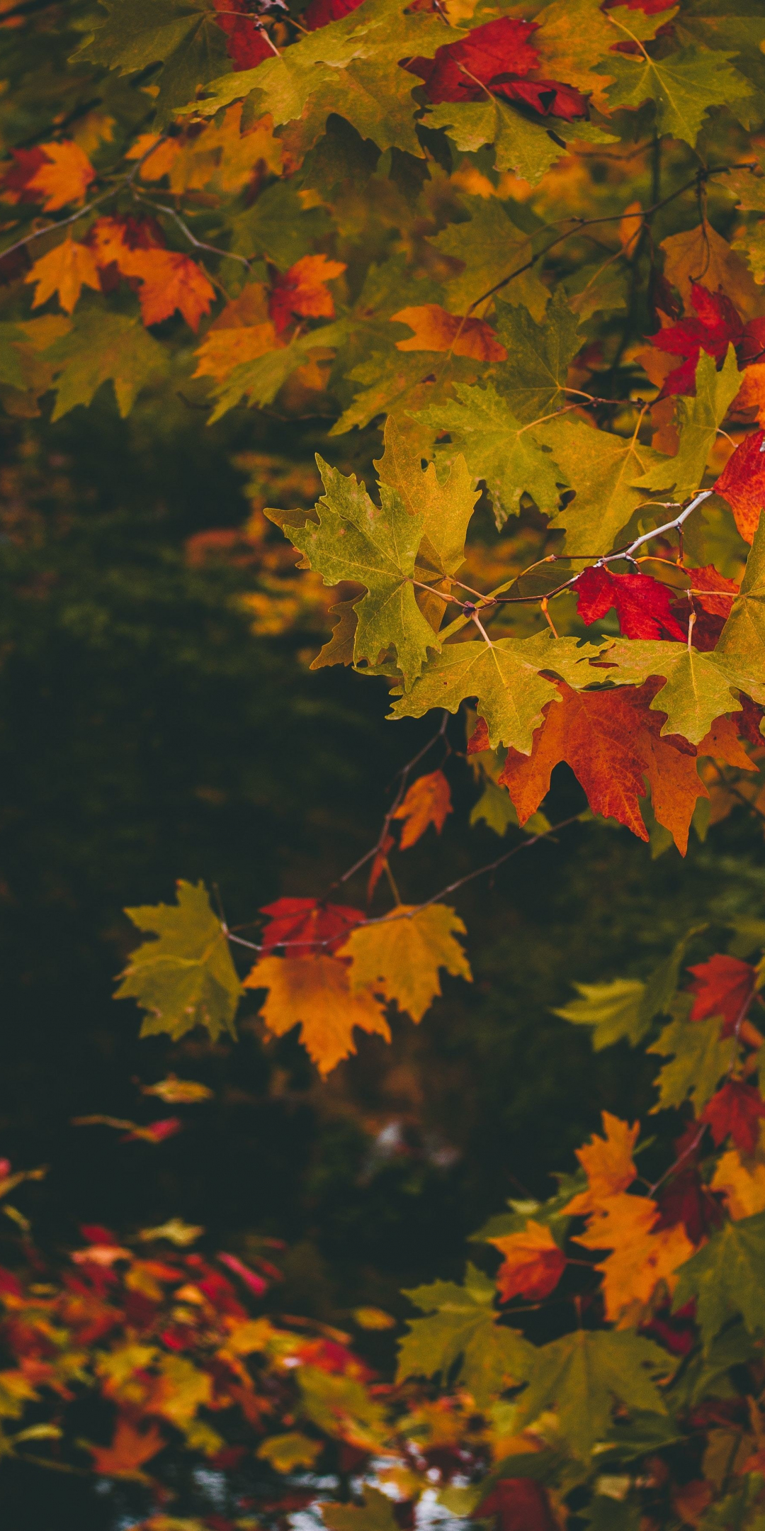Maple, leaves, autumn, branches, 1080x2160 wallpaper