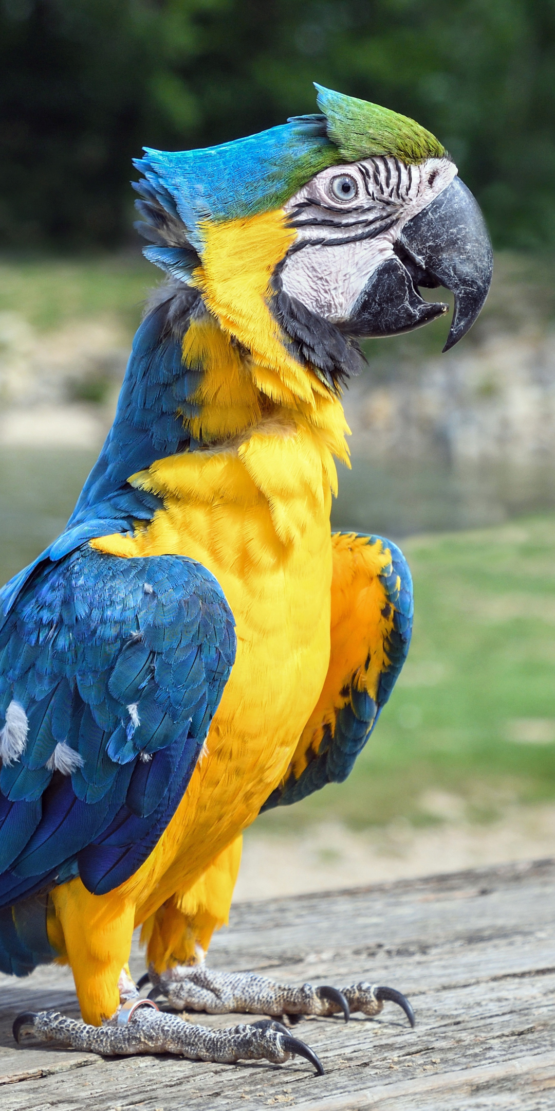 Confident, bird, colorful macaw, 1080x2160 wallpaper
