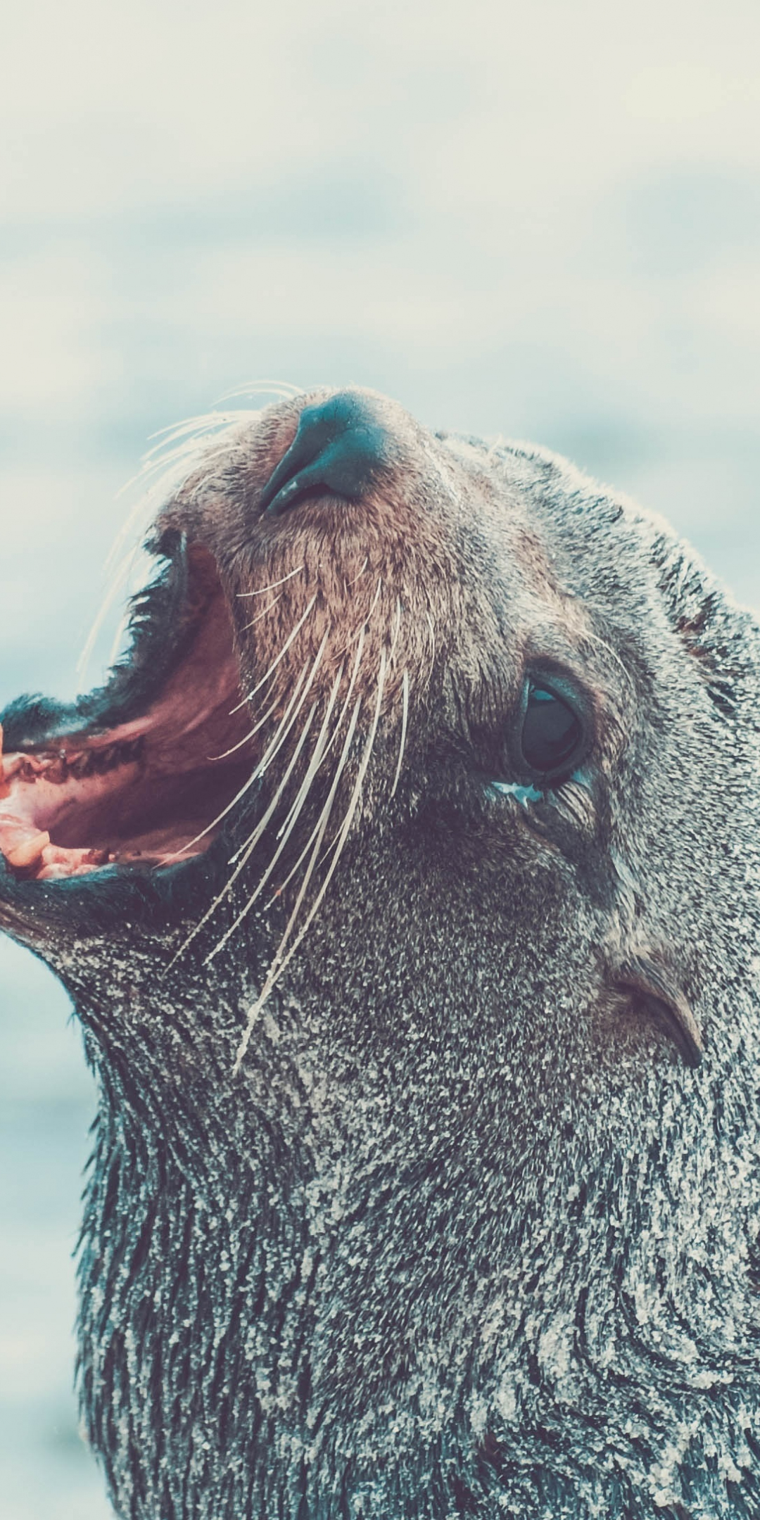 Sea lion, roar, aquatic life, muzzle, 1080x2160 wallpaper