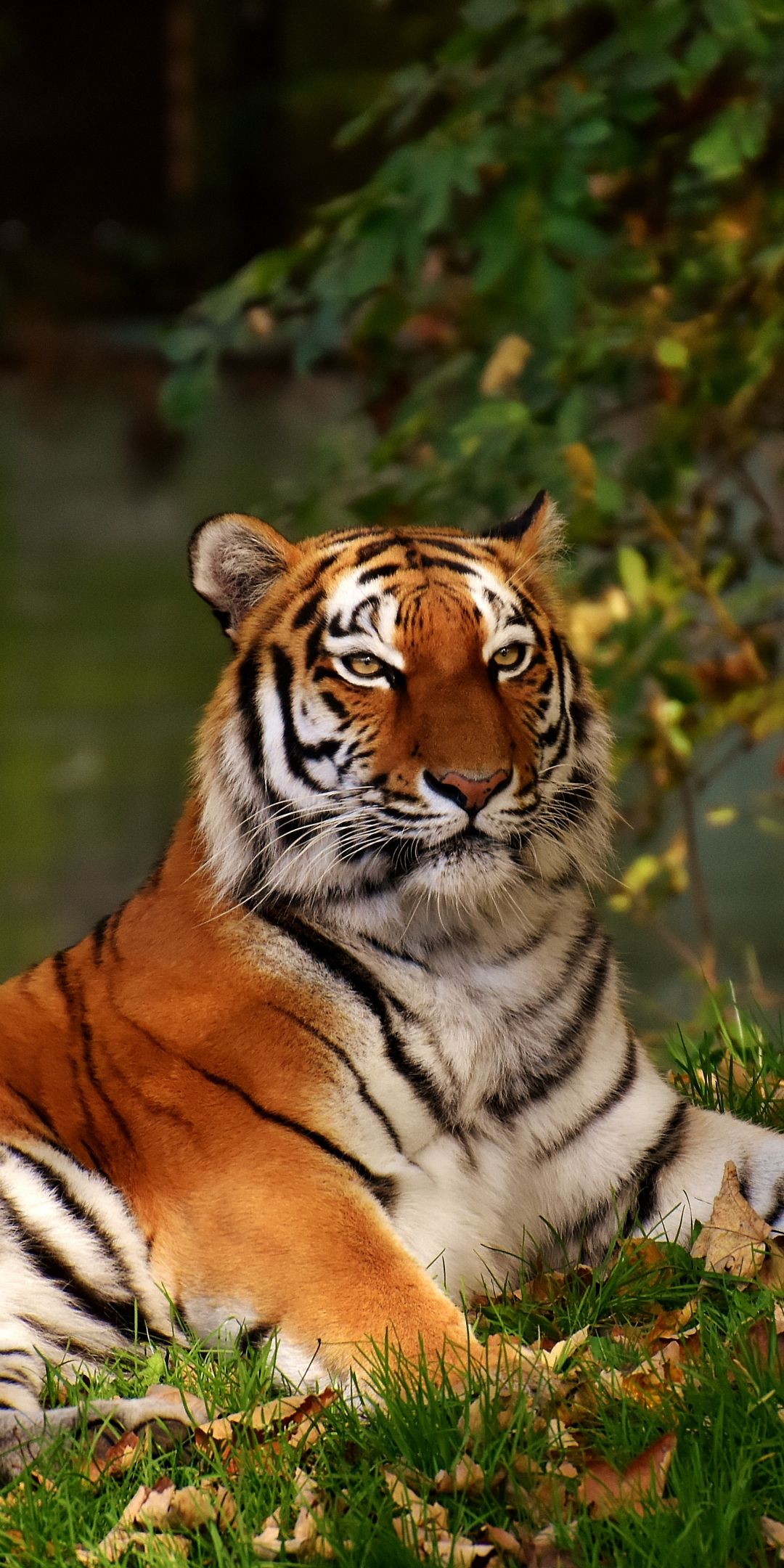 Calm, predator, tiger, wild animal, 1080x2160 wallpaper