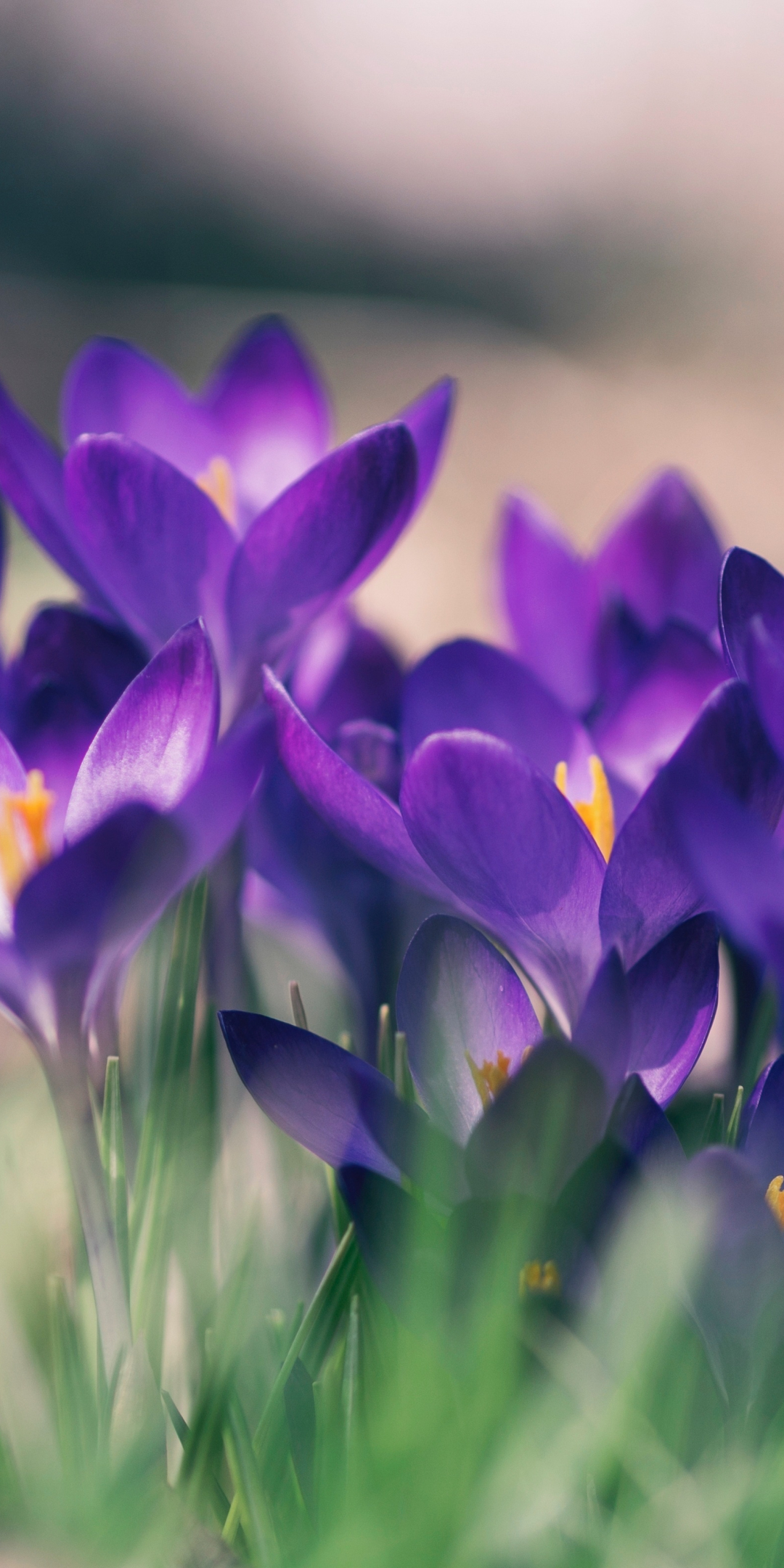 Violet crocus, flowers, close up, bloom, 1080x2160 wallpaper