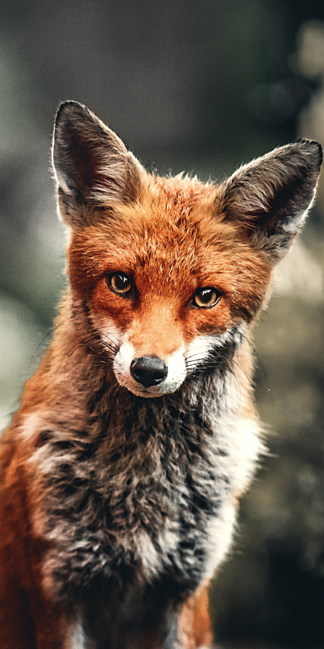 Wild animal, fox, red, 1080x2160 wallpaper