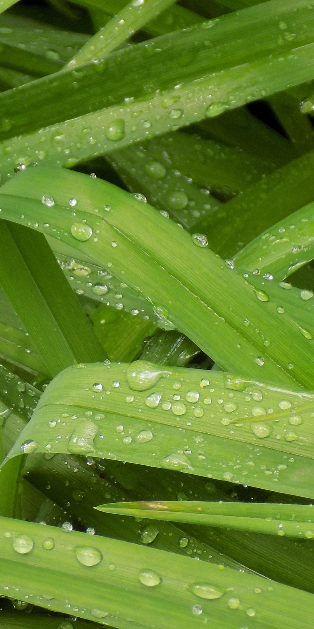 Plants, leaves, water drops, close up, 1080x2160 wallpaper