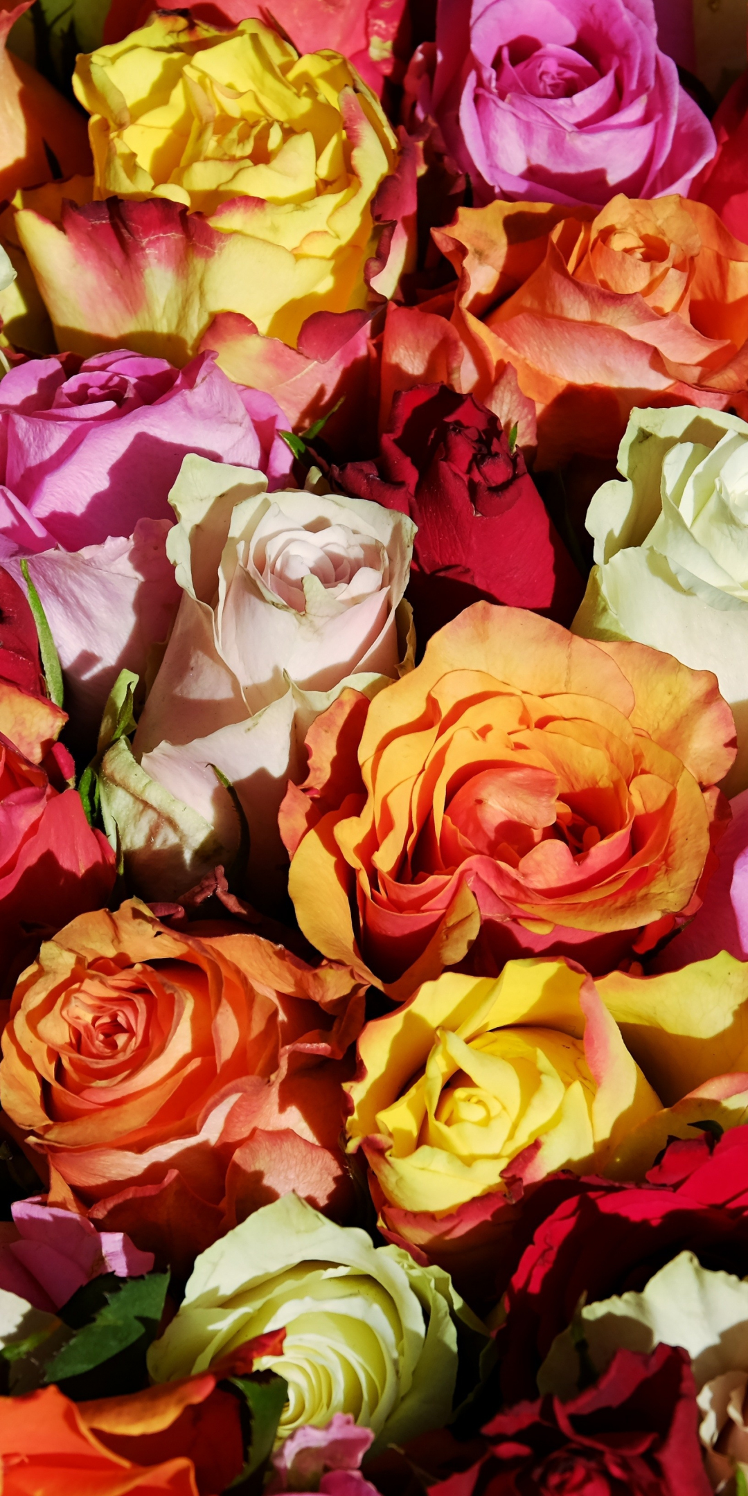 Colorful, roses, decorations, 1080x2160 wallpaper