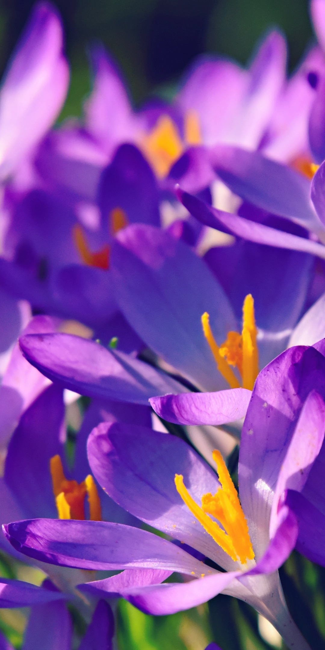 Crocus, bright and violet, flower, 1080x2160 wallpaper