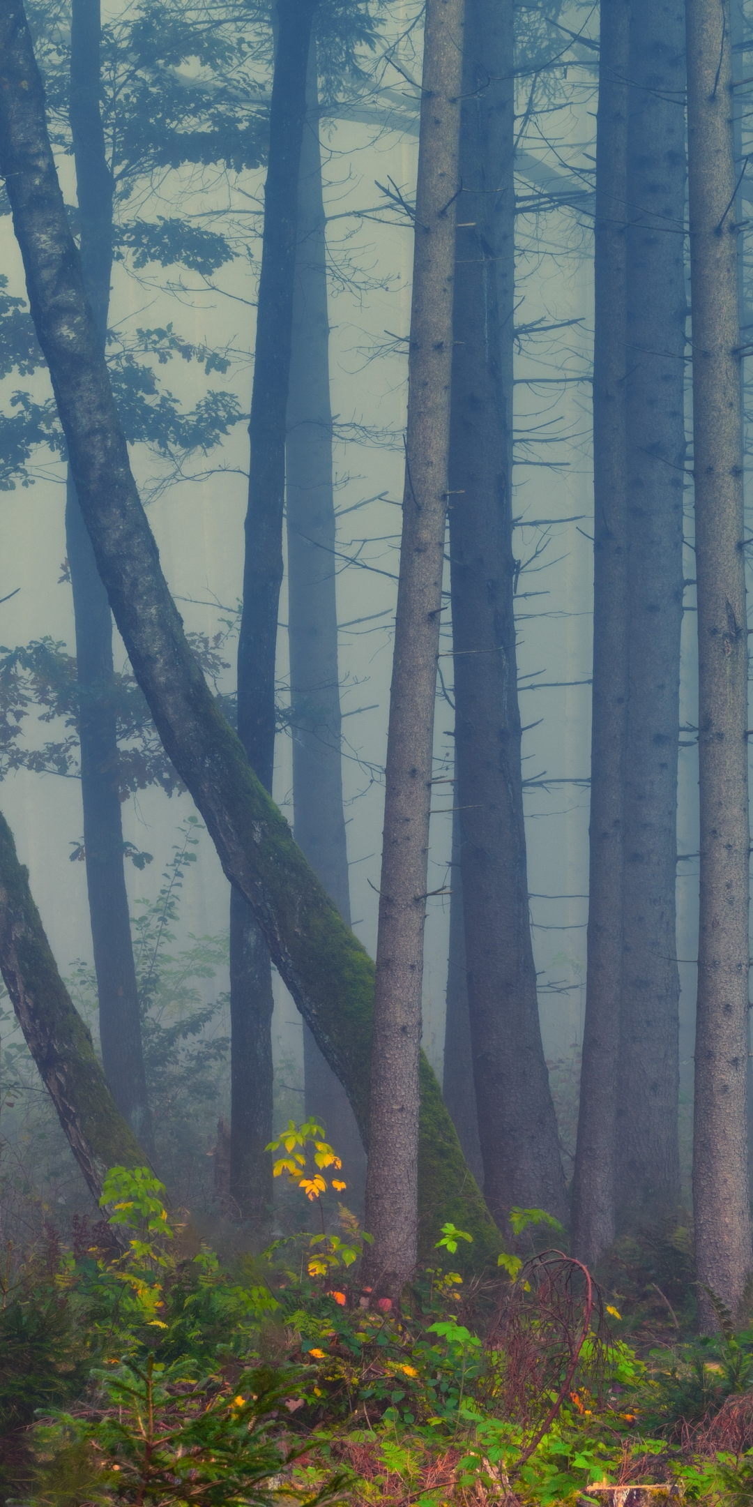 Forest, mist, trees, nature, 1080x2160 wallpaper