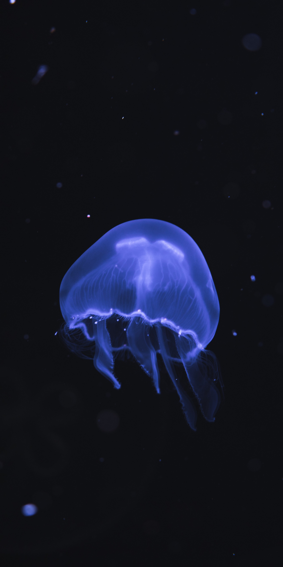 Blue jellyfish, underwater, dark, fish, 1080x2160 wallpaper