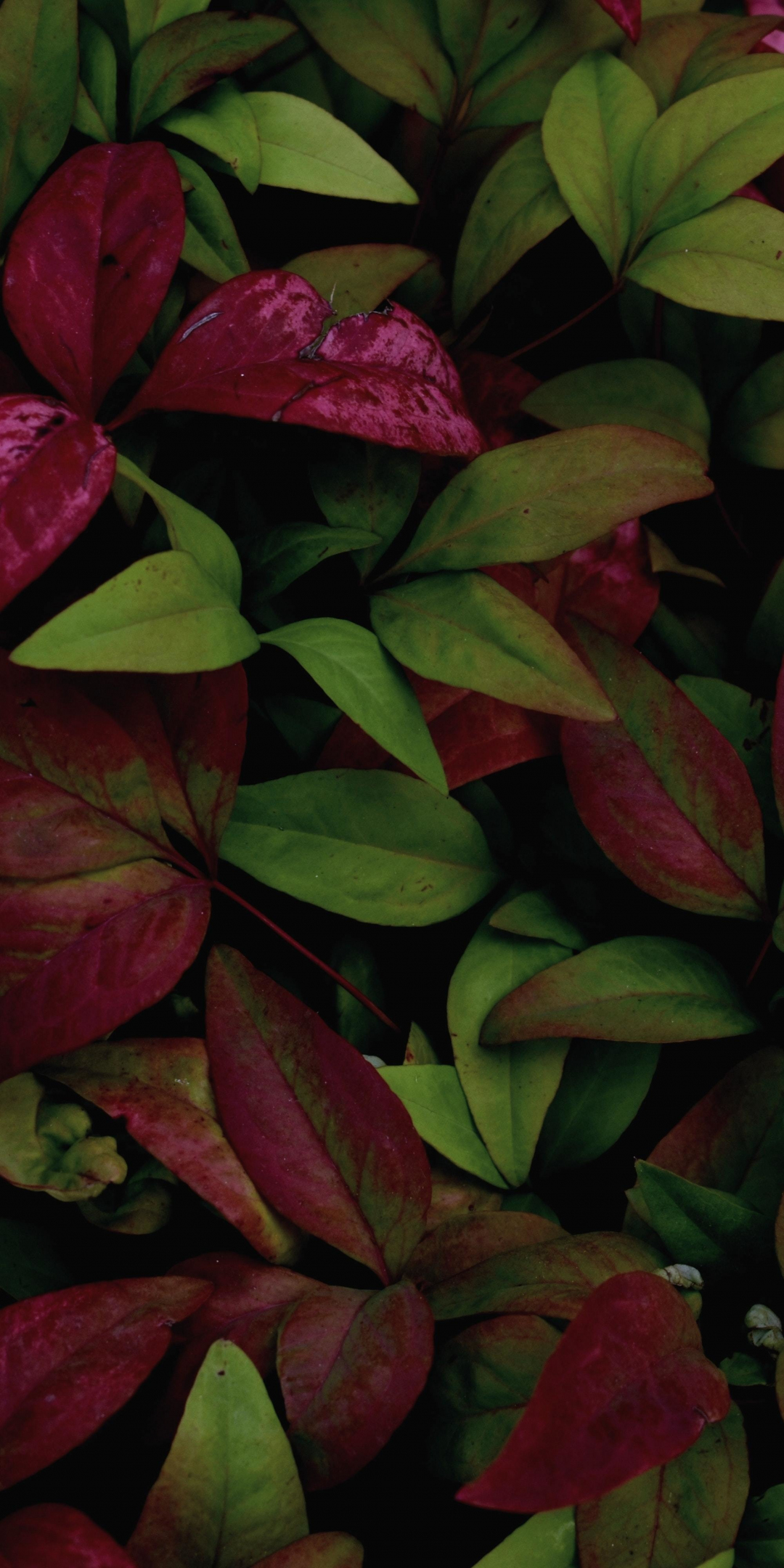 Colored leafs, plants, nature, 1080x2160 wallpaper
