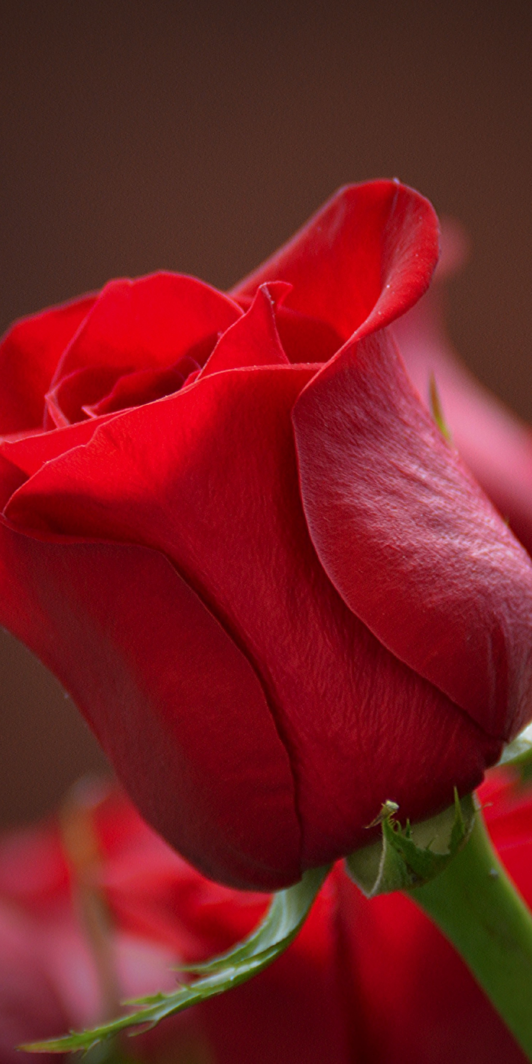 Bud, rose, red flower, close up, 1080x2160 wallpaper