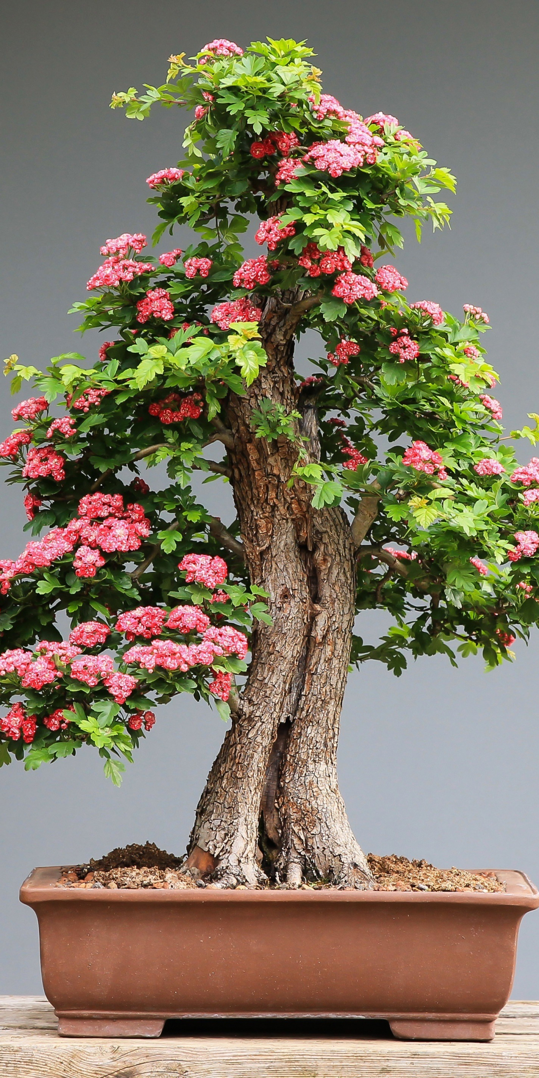 Bonsai, tree, flora, 1080x2160 wallpaper