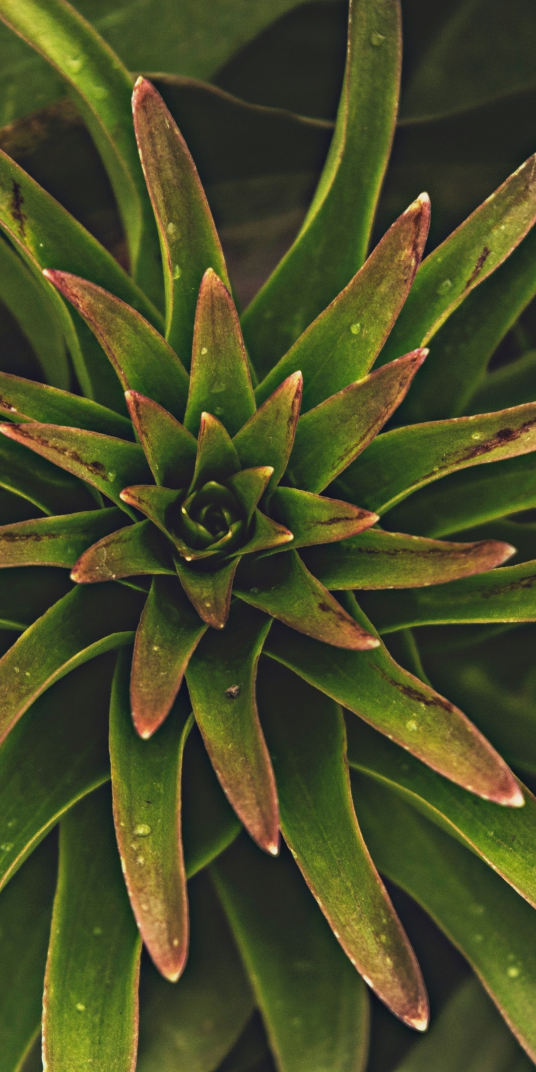 Tropical plant, leaf, 1080x2160 wallpaper