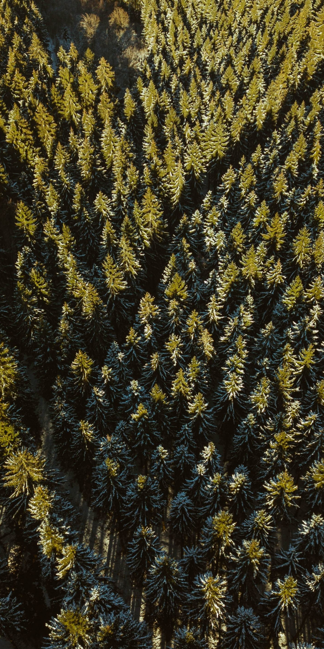 Forest, green, aerial view, dense, 1080x2160 wallpaper
