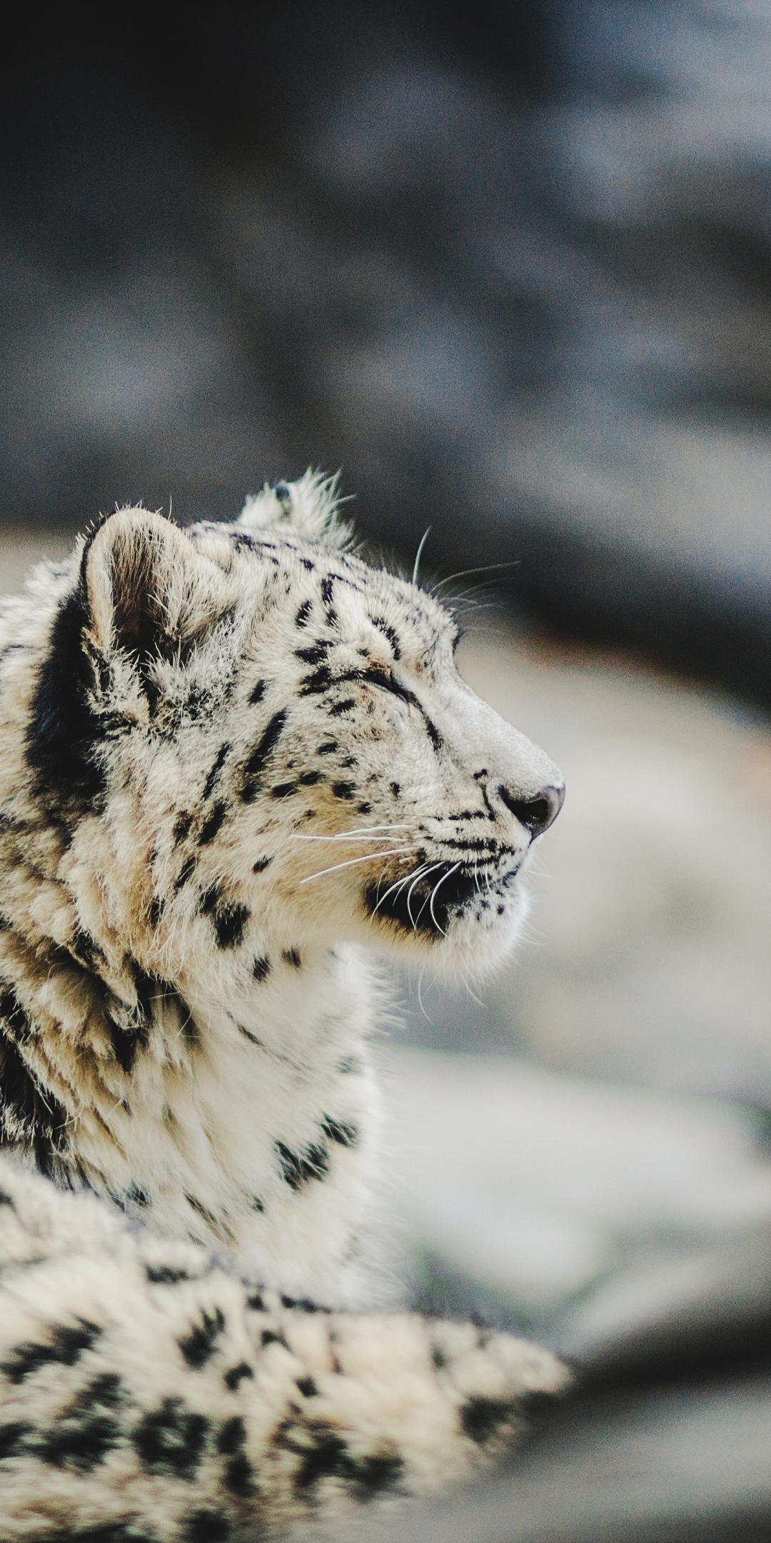 Zoo, relaxed, Snow Leopard, predator, 1080x2160 wallpaper