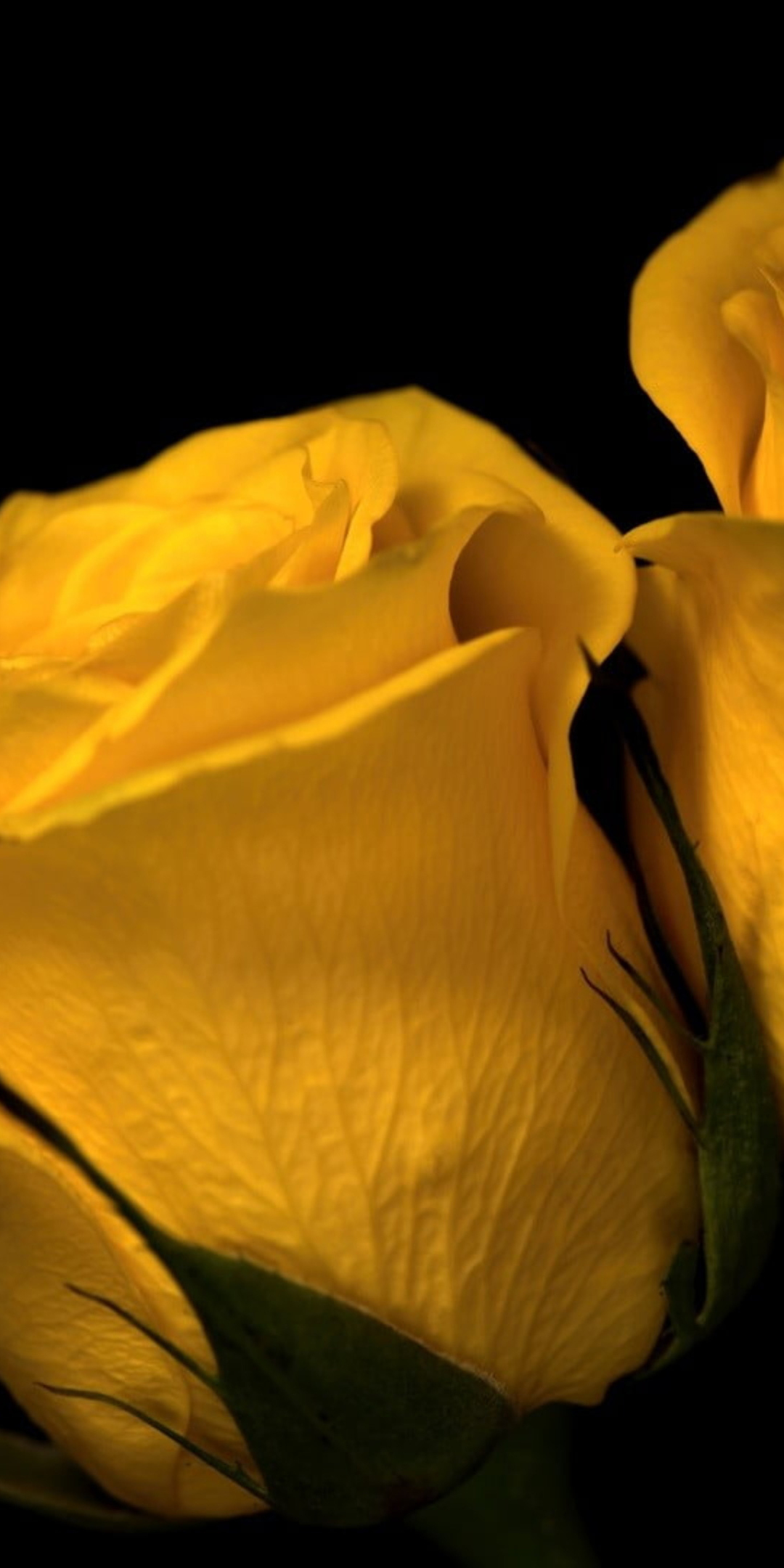 Close up, yellow roses, flower, 1080x2160 wallpaper