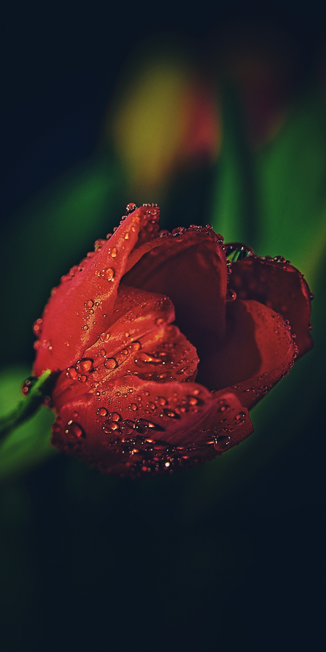 Drops, red tulip, close up, 1080x2160 wallpaper