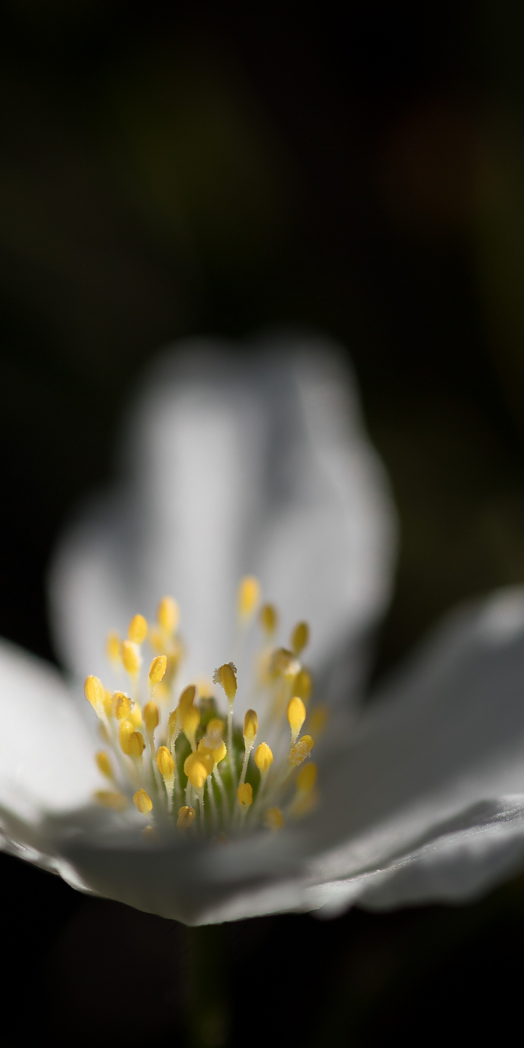 White, cosmos, pollen, flower, blur, 1080x2160 wallpaper